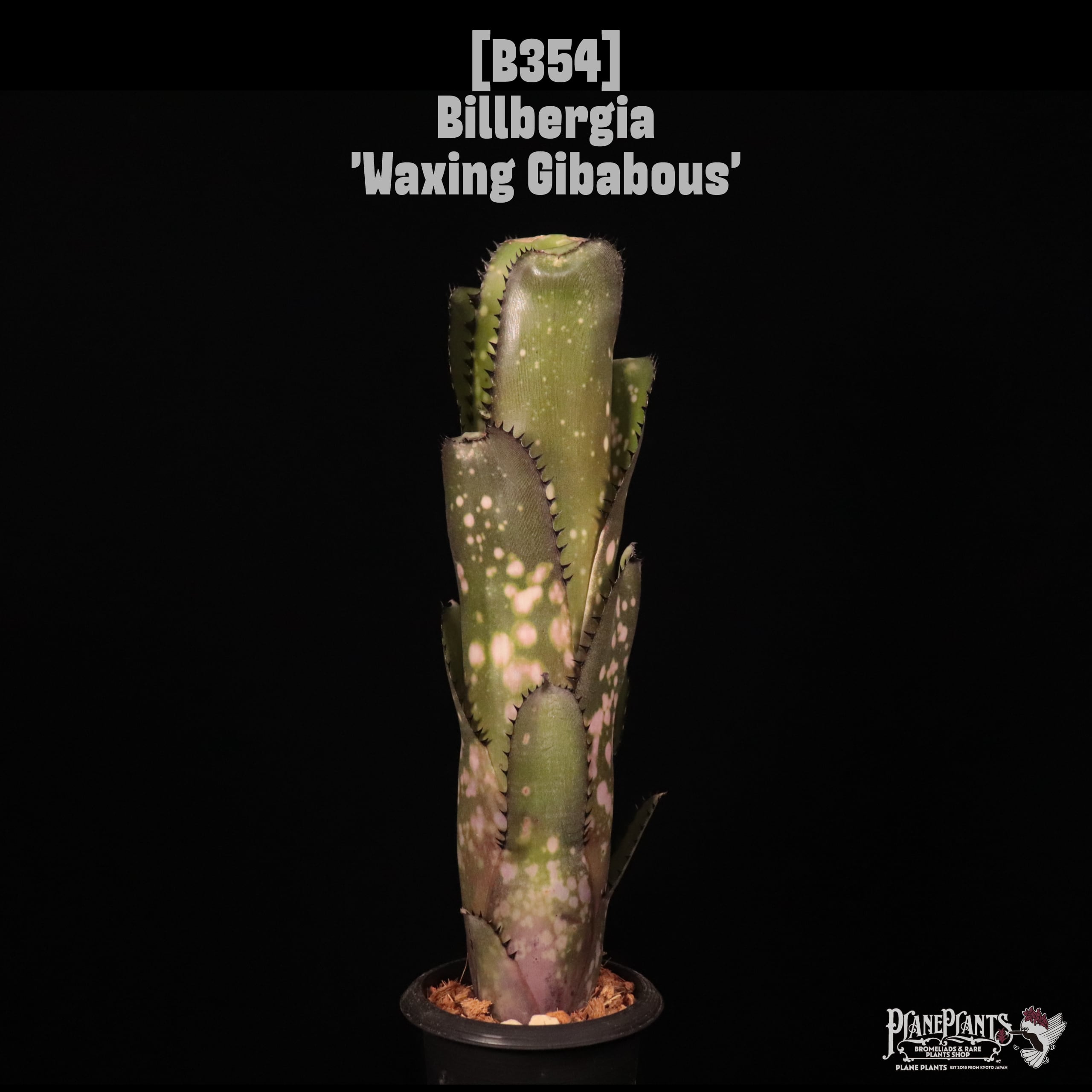 Billbergia | plane plants