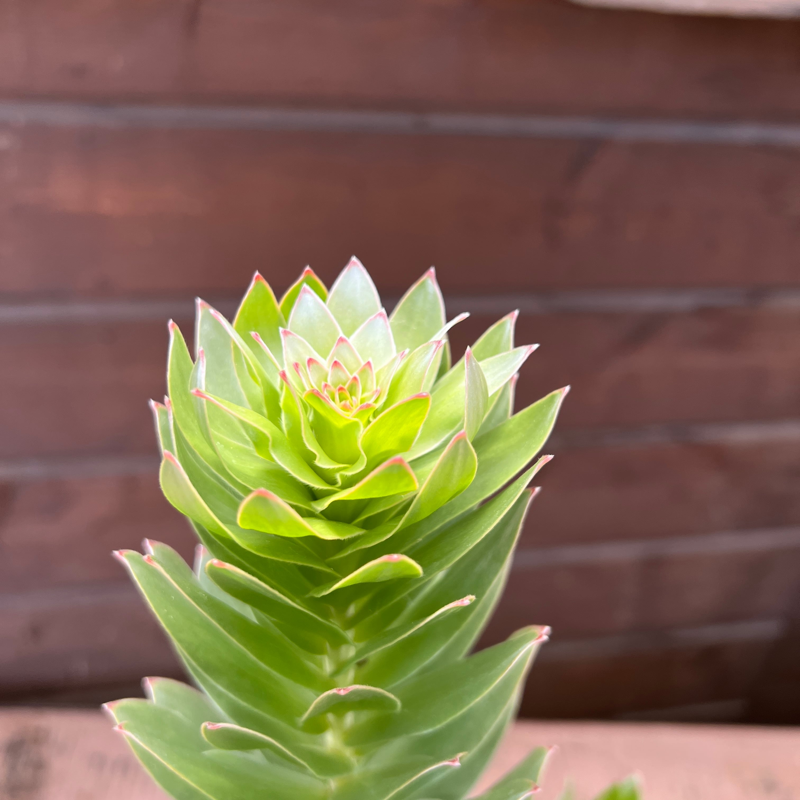 ミメテス クラッカージャックシルバー② | 沼ノ上農園