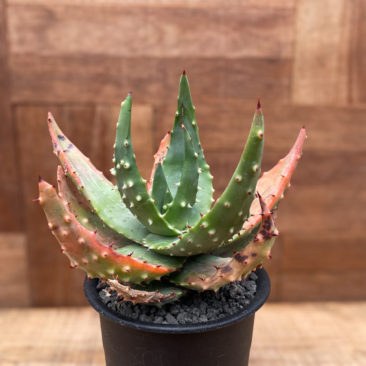 Aloe aculeata【アロエ・アクレアータ】