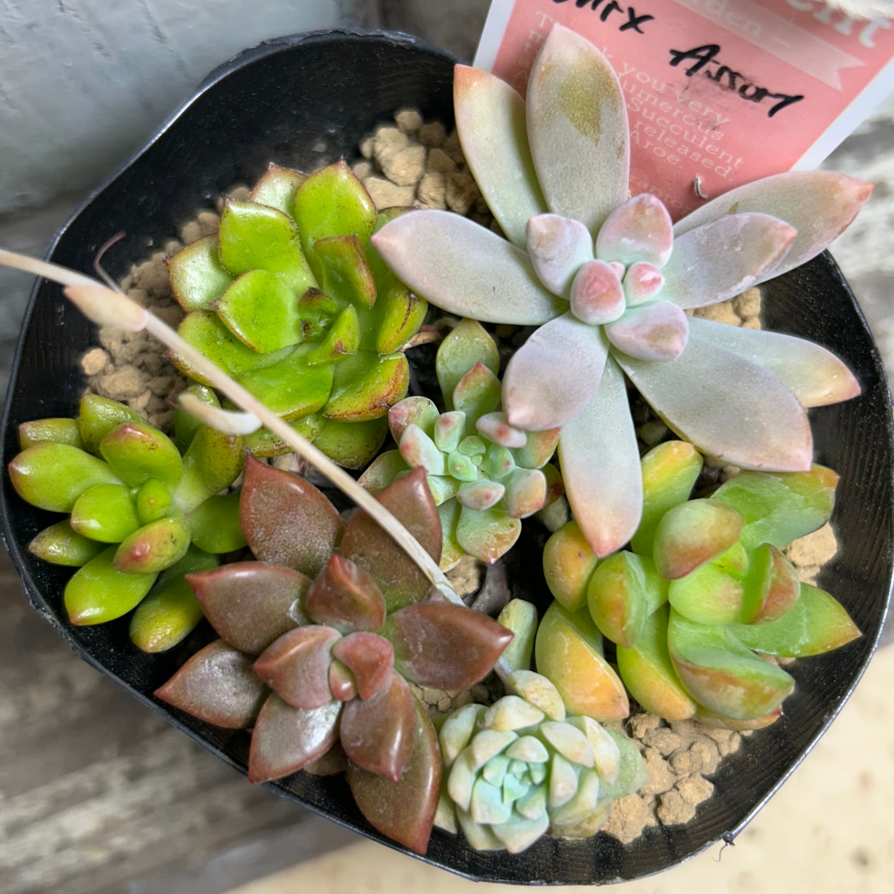 ぷりんの植肉植物 ぷりんの植肉植物 ❇︎ #多肉植物 もぅ紅葉時期過ぎちゃったけど