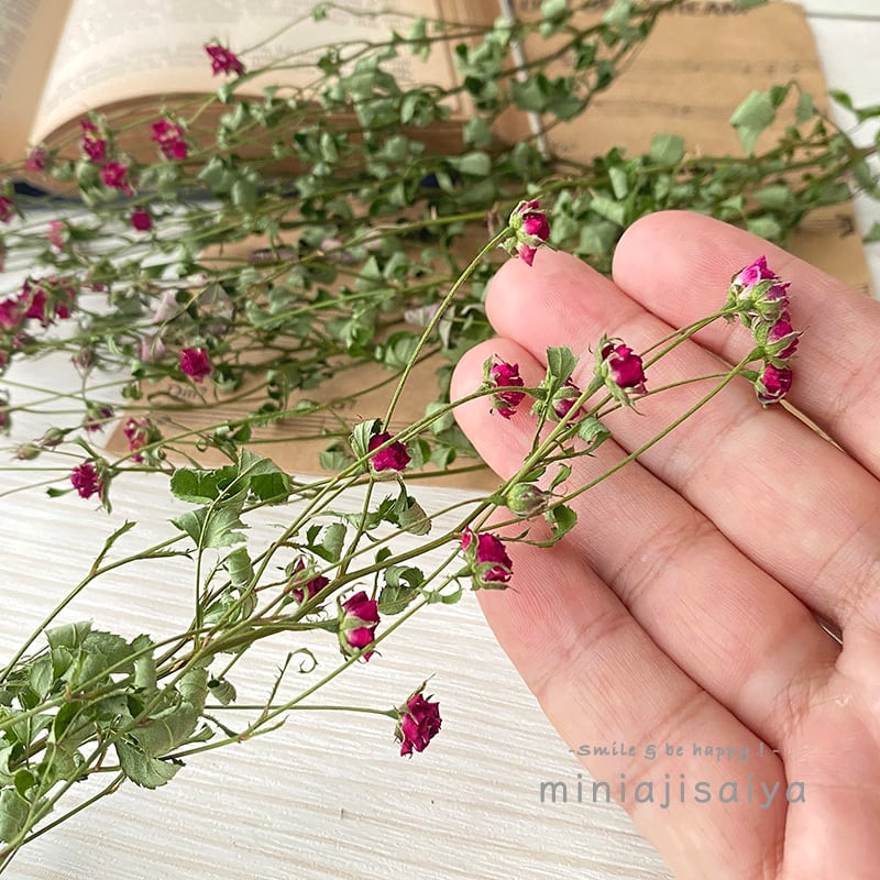 再入荷 】世界最小のバラ リトルウッズ ピンク 国産【 ドライフラワー