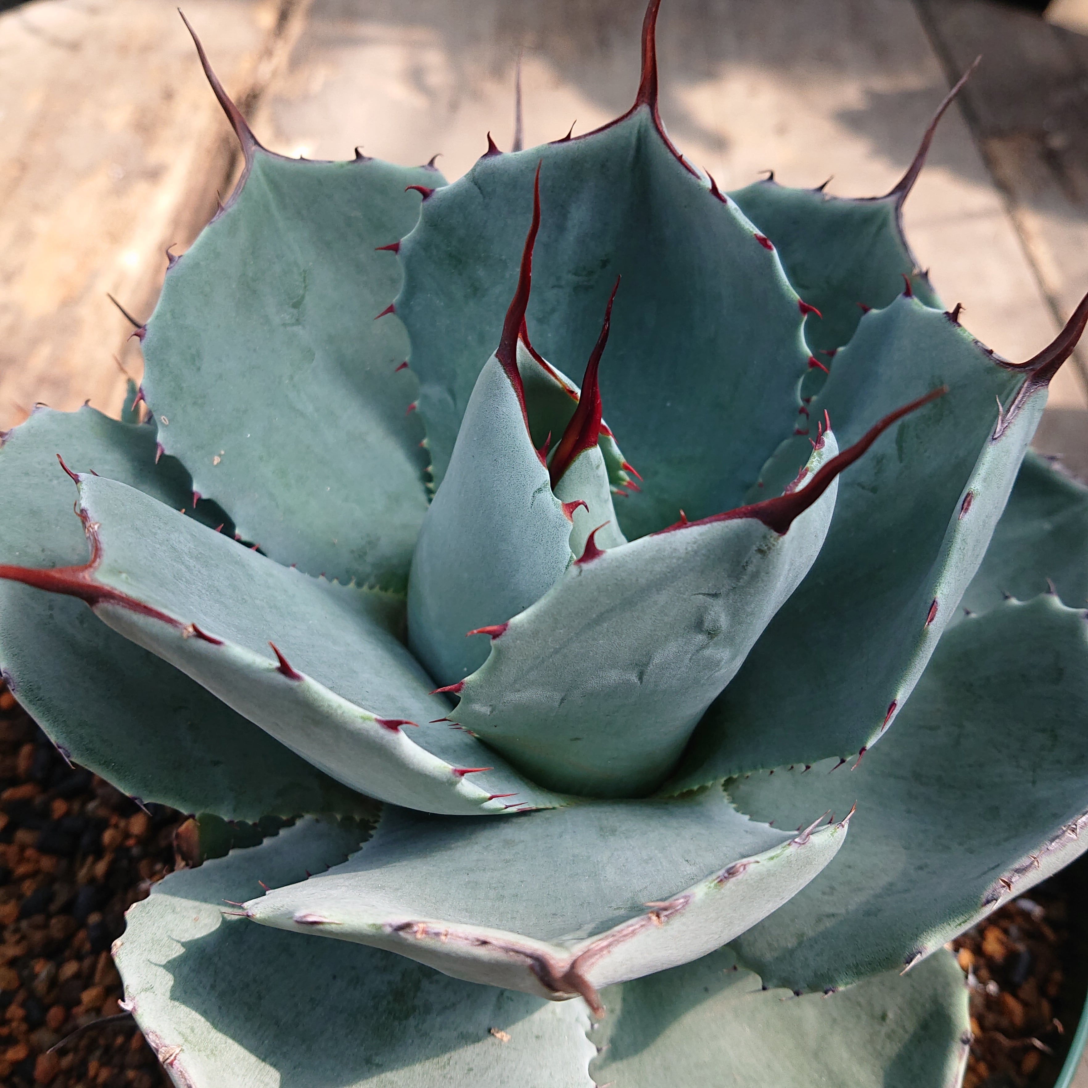 no.3 アガベ パリー トランカータ agave parryi truncata 子株付き ...