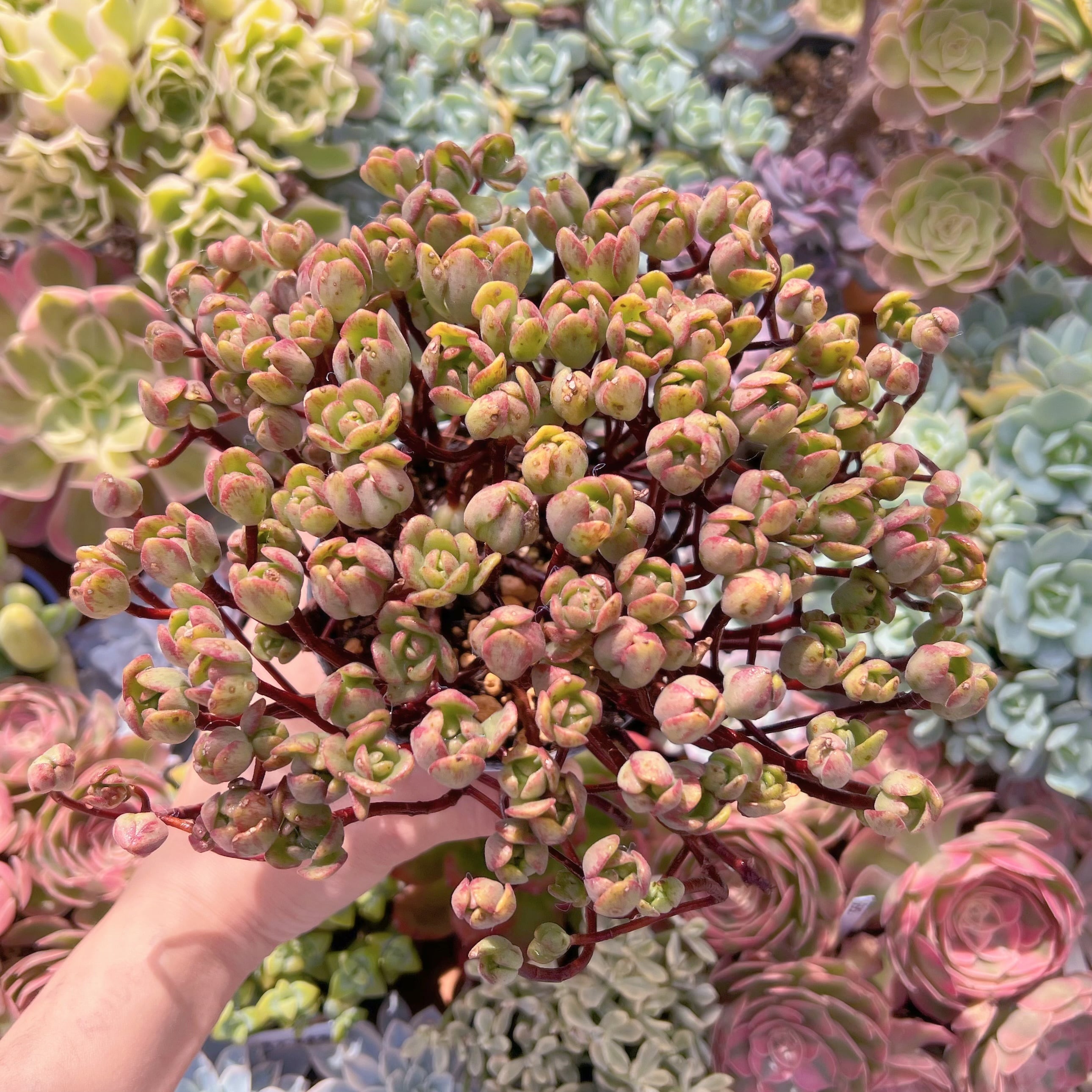 現物　little fox #282　特大群生　新入荷