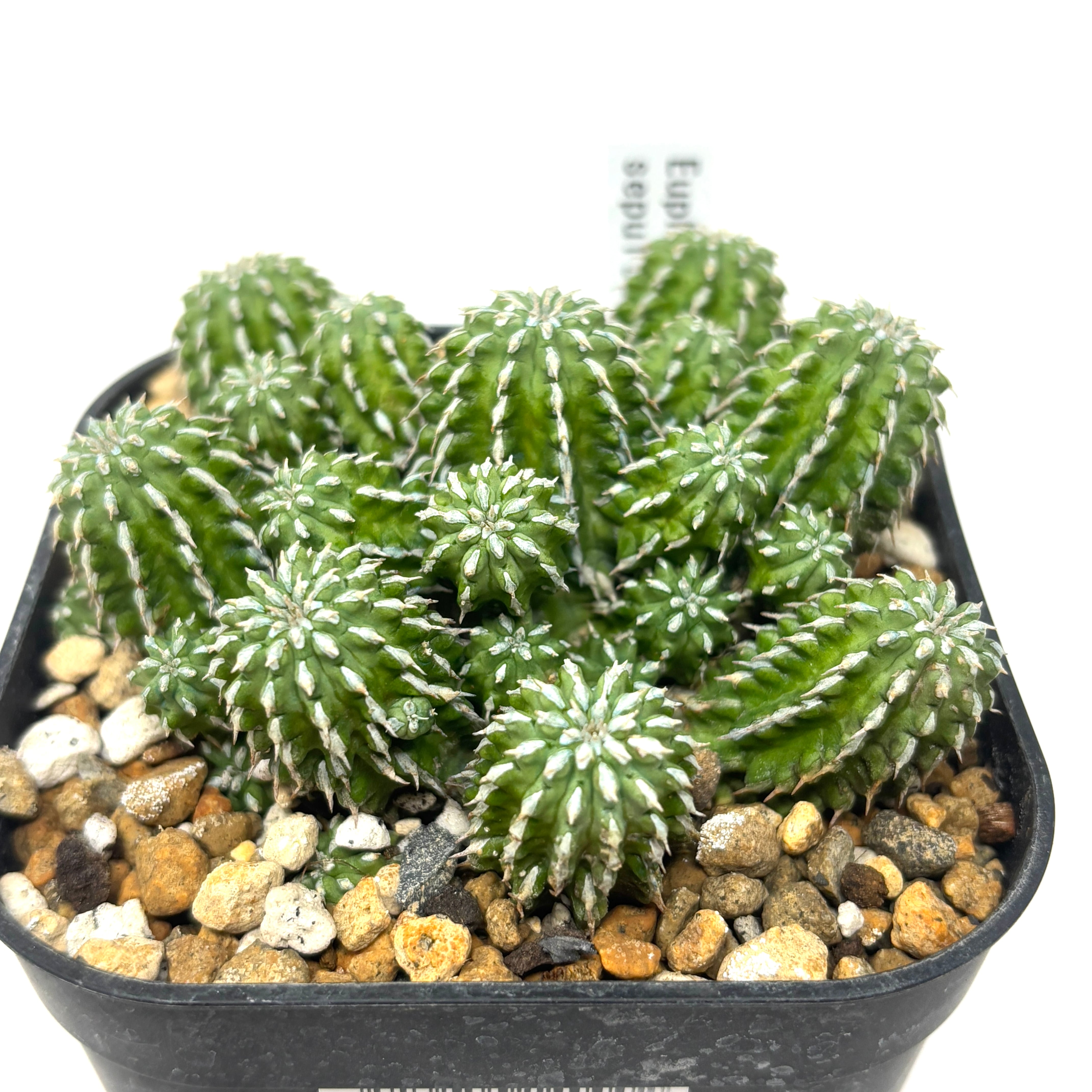 ユーフォルビア セプルタ【323】