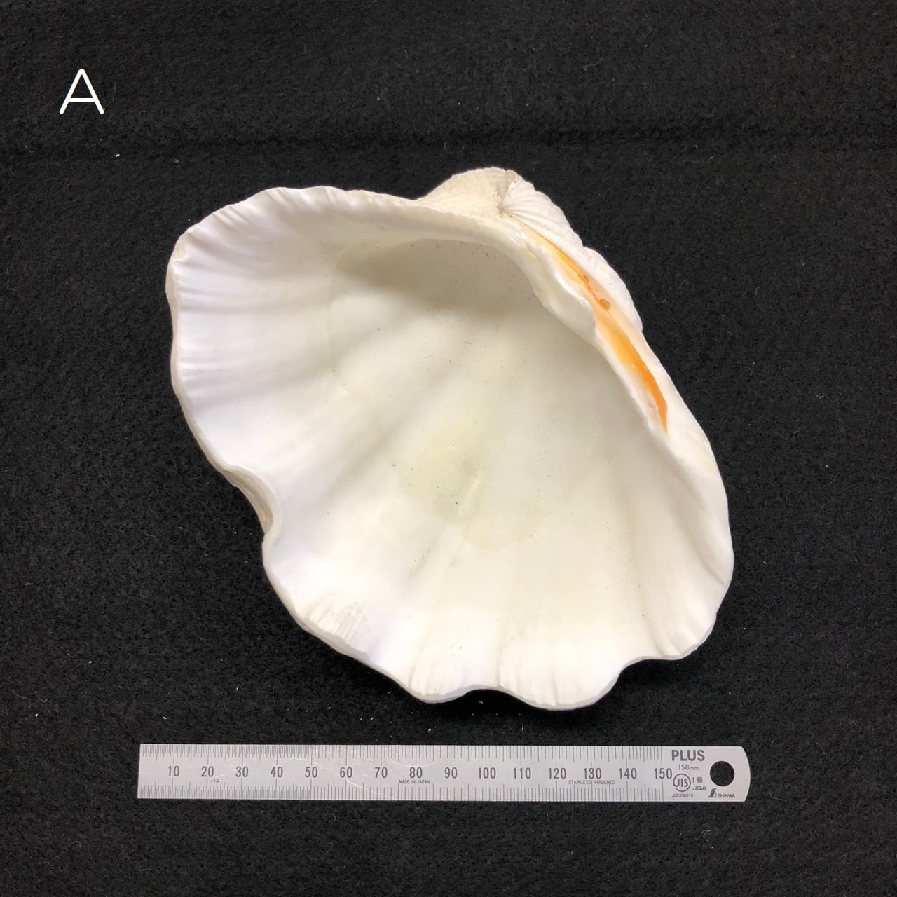 シャコ貝 | 海の博物館ミュージアムショップ