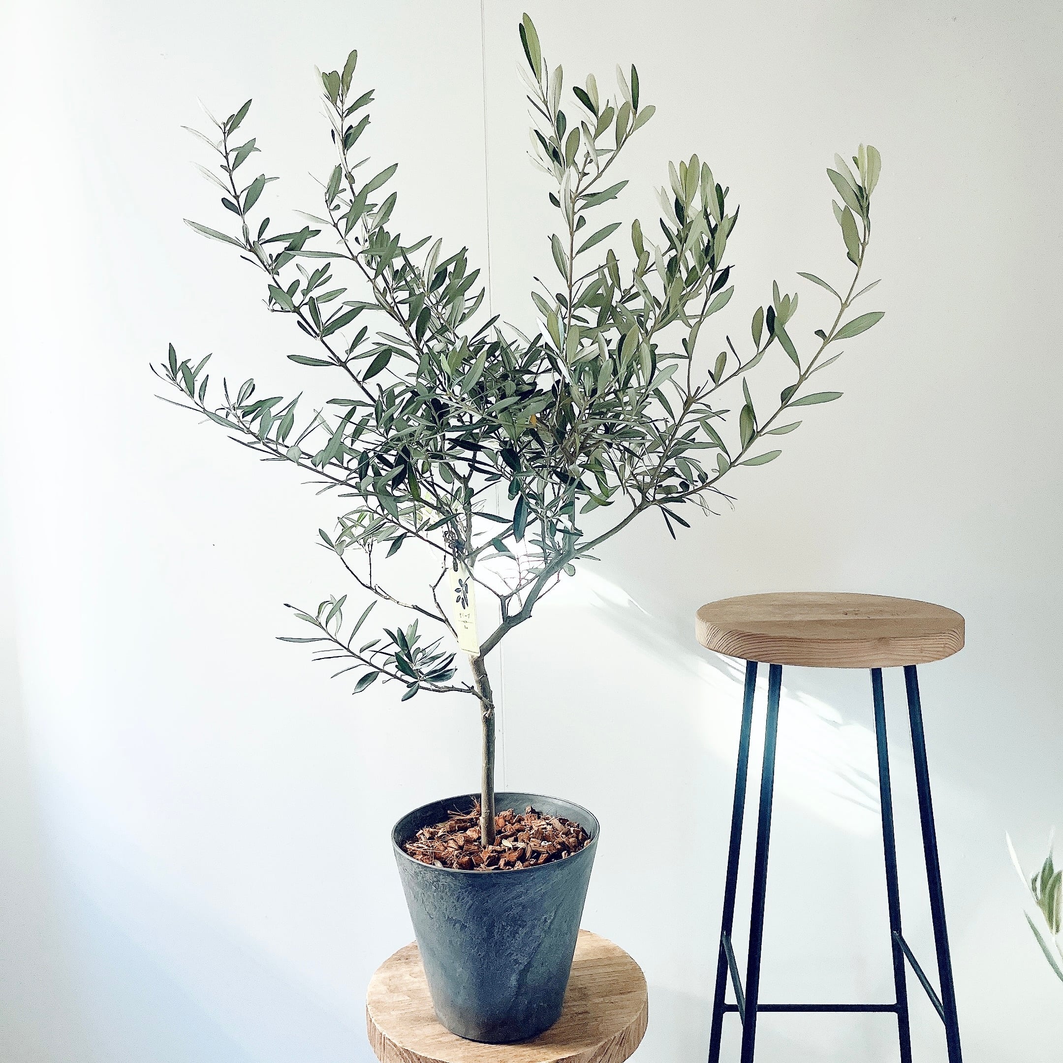 耐寒強 オリーブ レッチーノ Lサイズ 観葉植物 calm cafe 特A品】オリーブ チプレッシーノ Lサイズ 観葉植物 calm cafe | calm