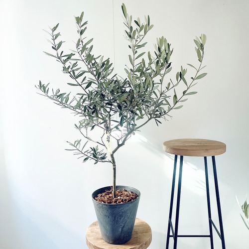 【特A品】オリーブ チプレッシーノ Lサイズ 観葉植物 calm cafe
