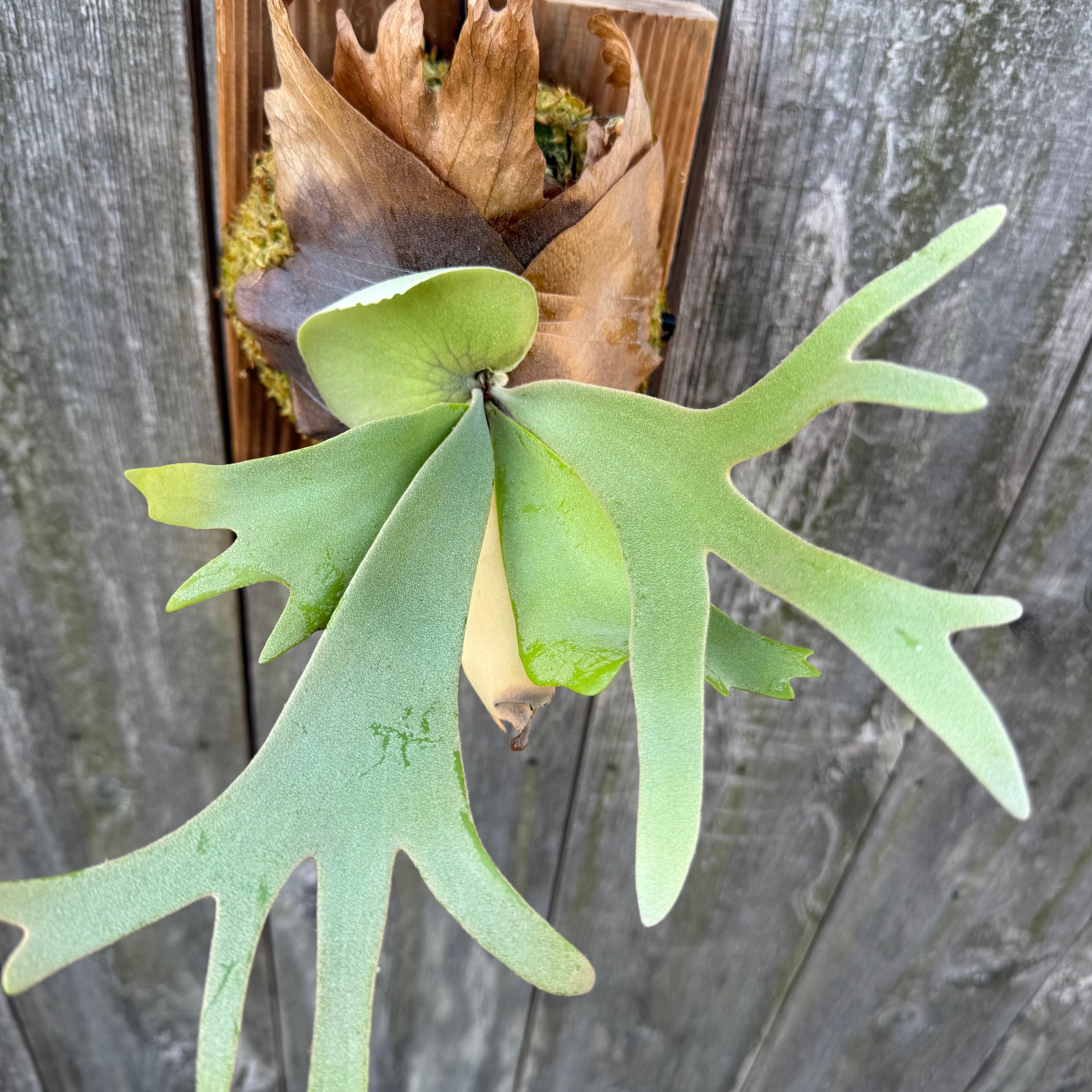 P. willinckii cv. North Star Sporeling select | naturefix