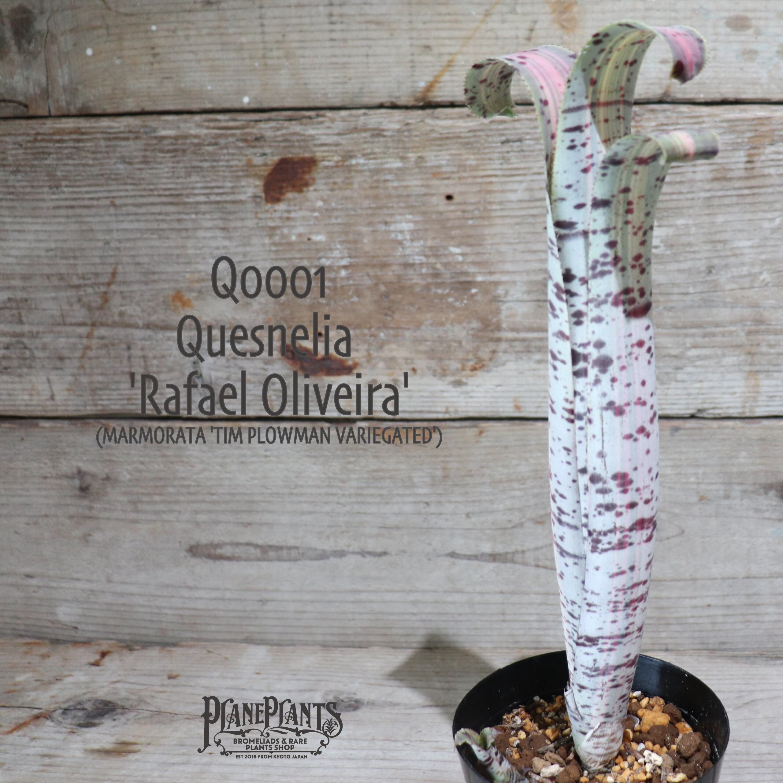 Quesnelia Rafael Oliveira② 抜き苗 タンクブロメリア