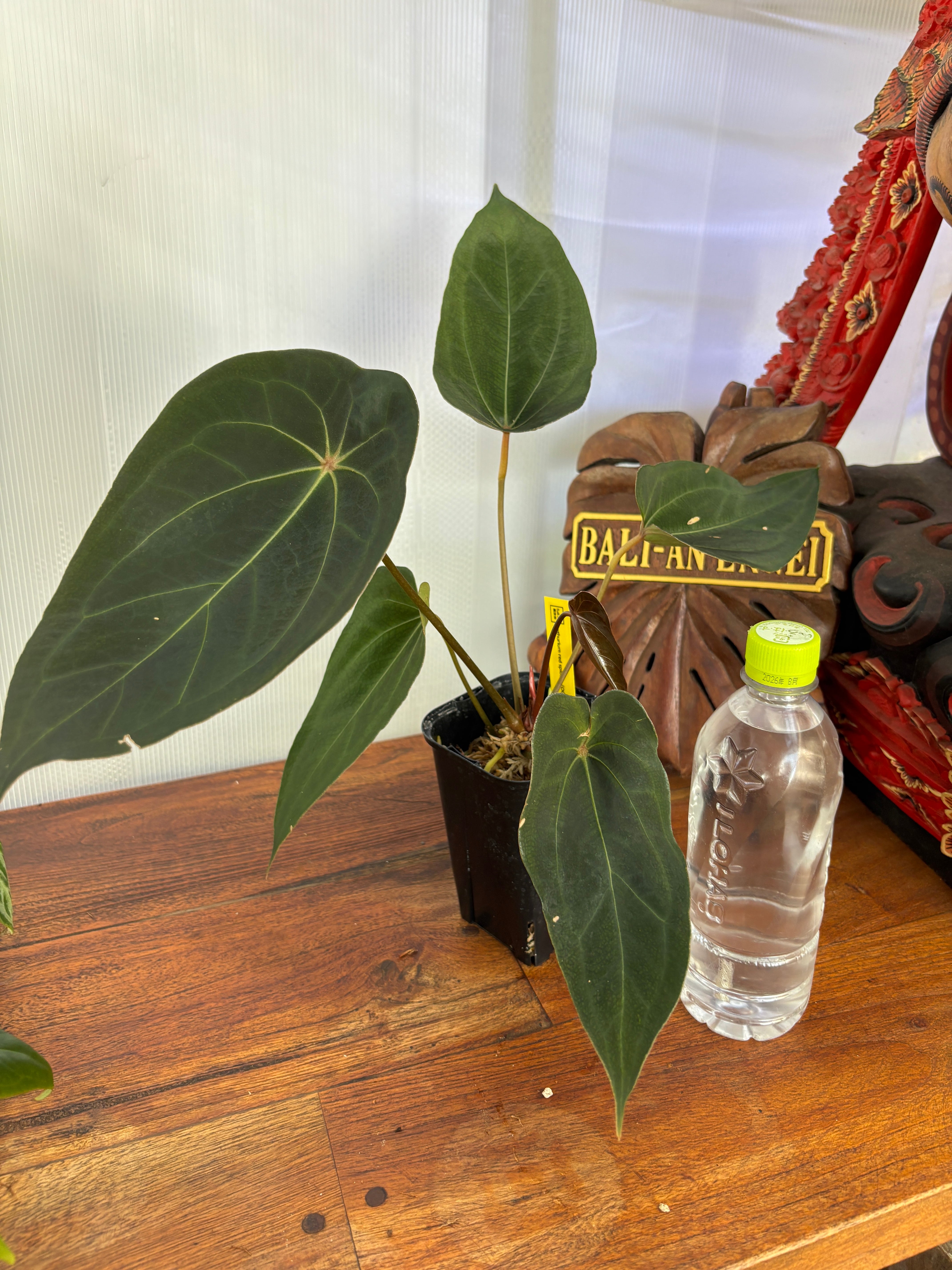 Anthurium | BALI-AN 園芸