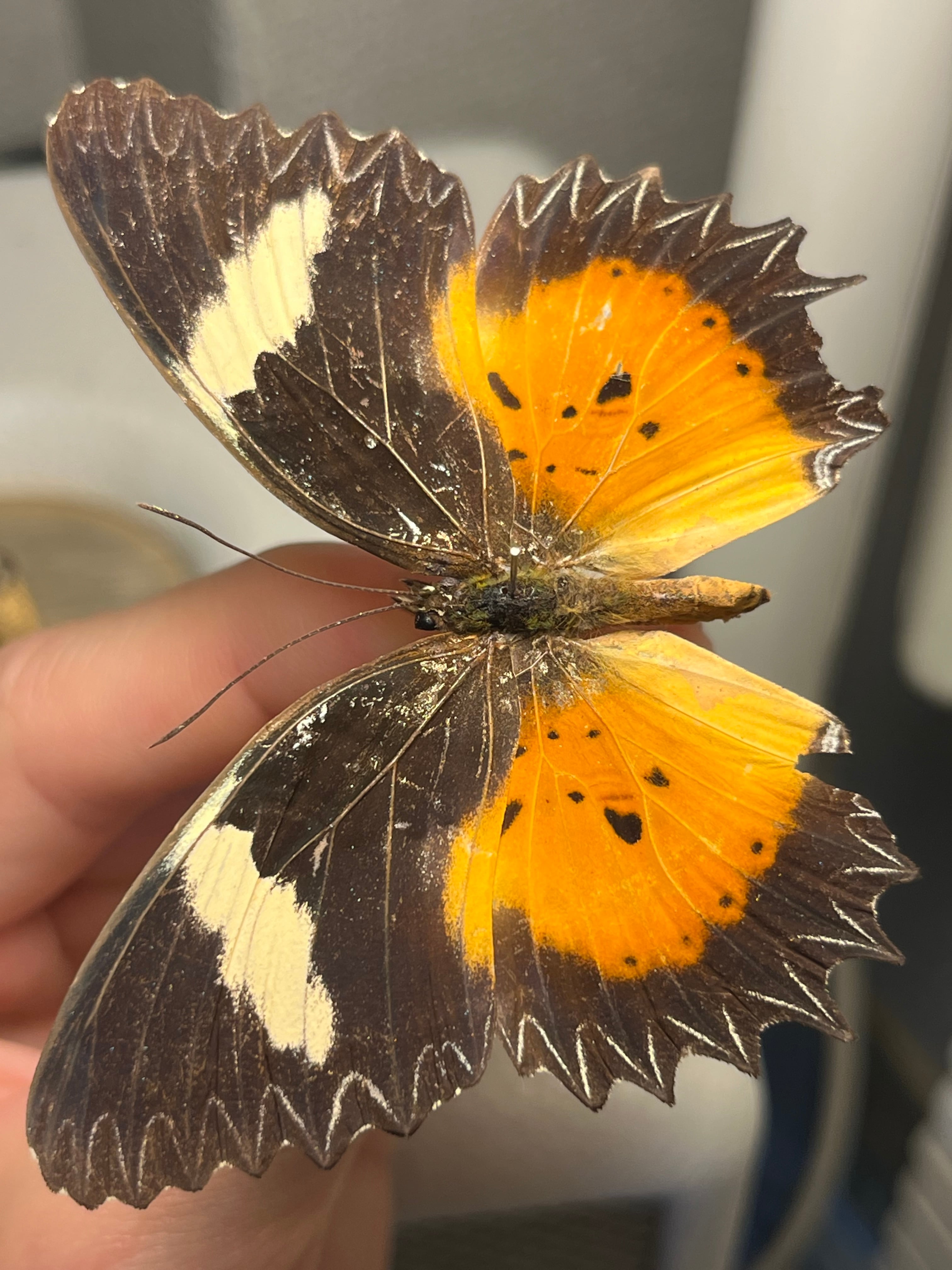 レテノールモルフォ蝶 蛾ピカソモスモルフォチョウMorpho昆虫標本