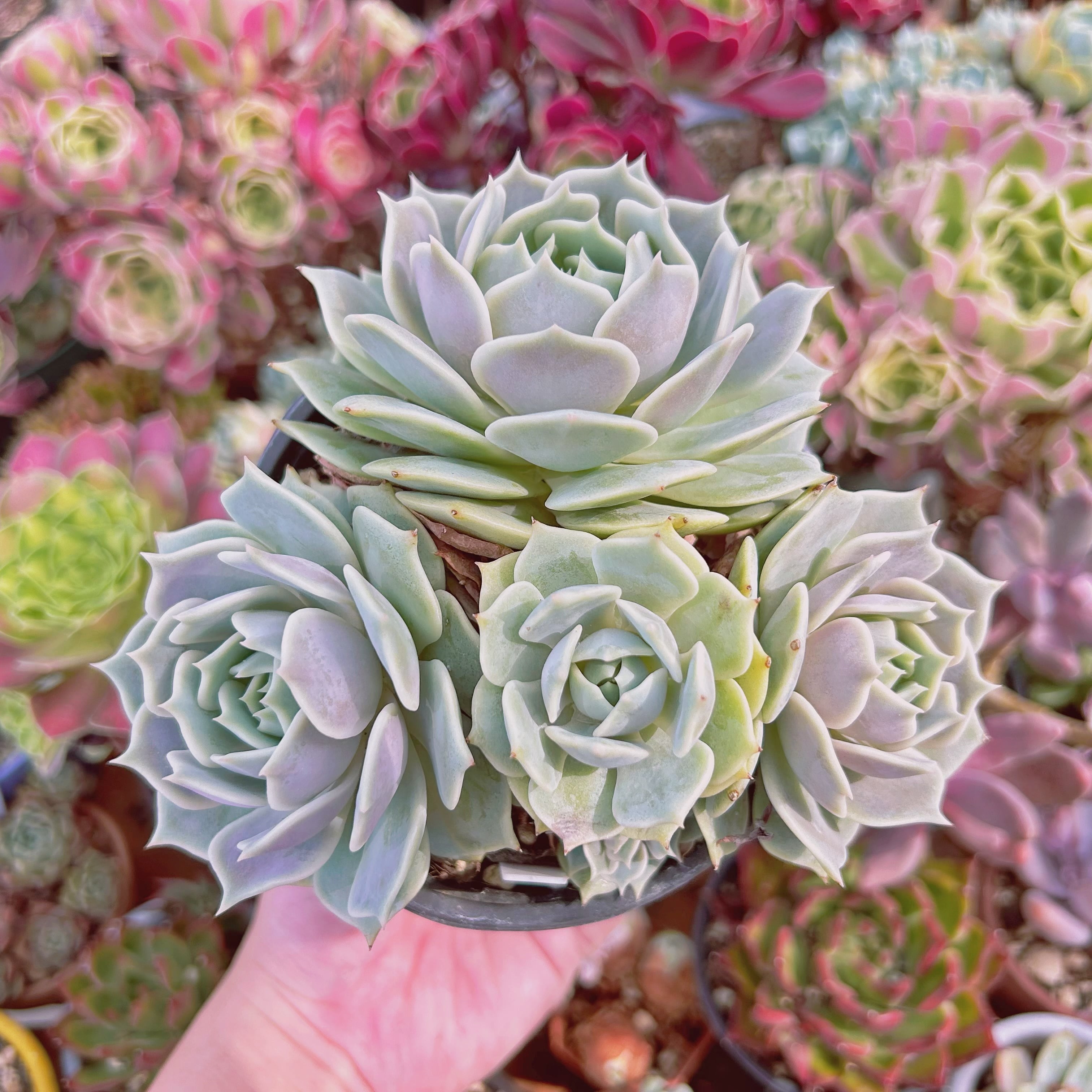 現物　多肉植物    ローラ　特大