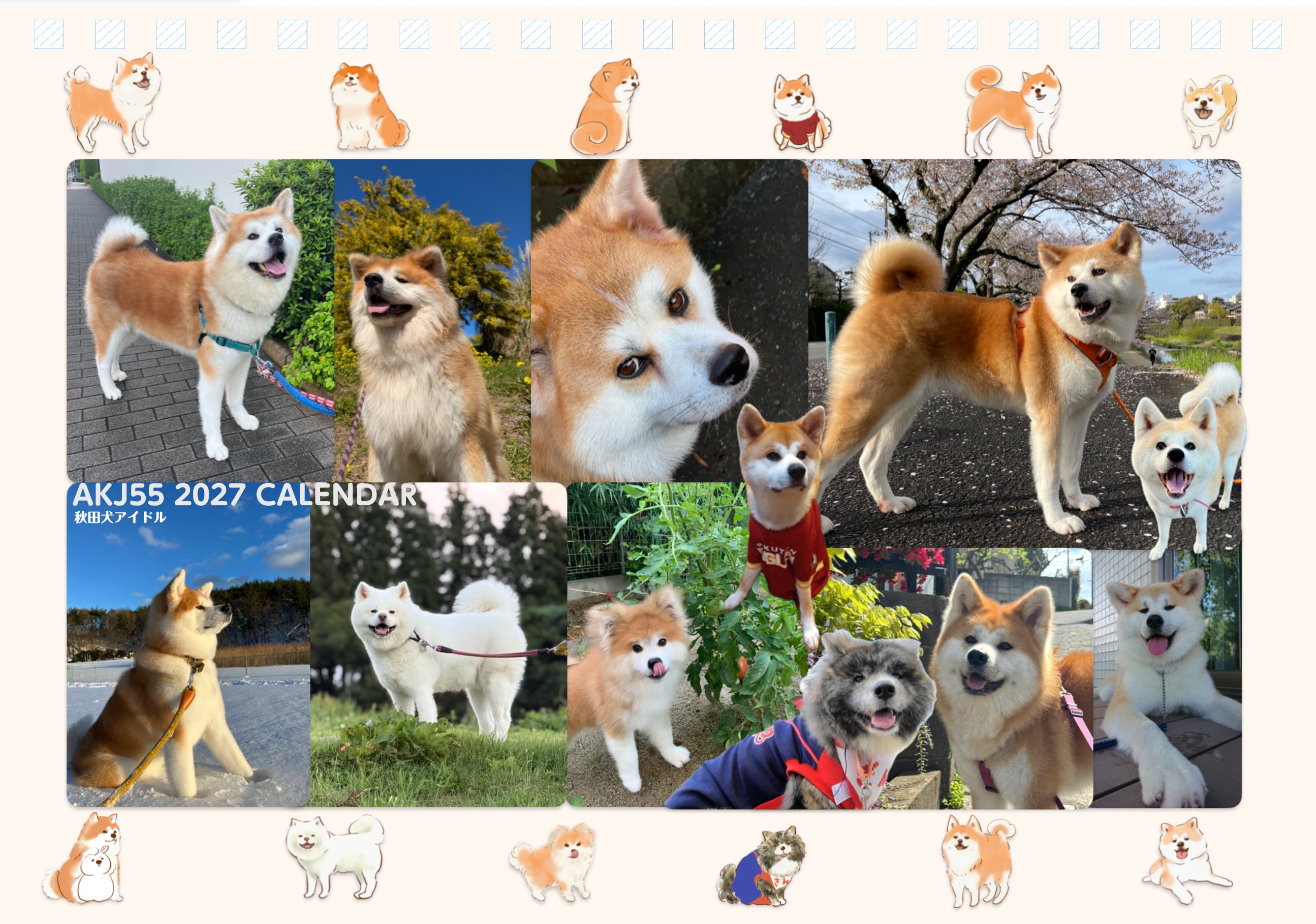 AKJ55秋田犬アイドル チャリティーカレンダー 2027