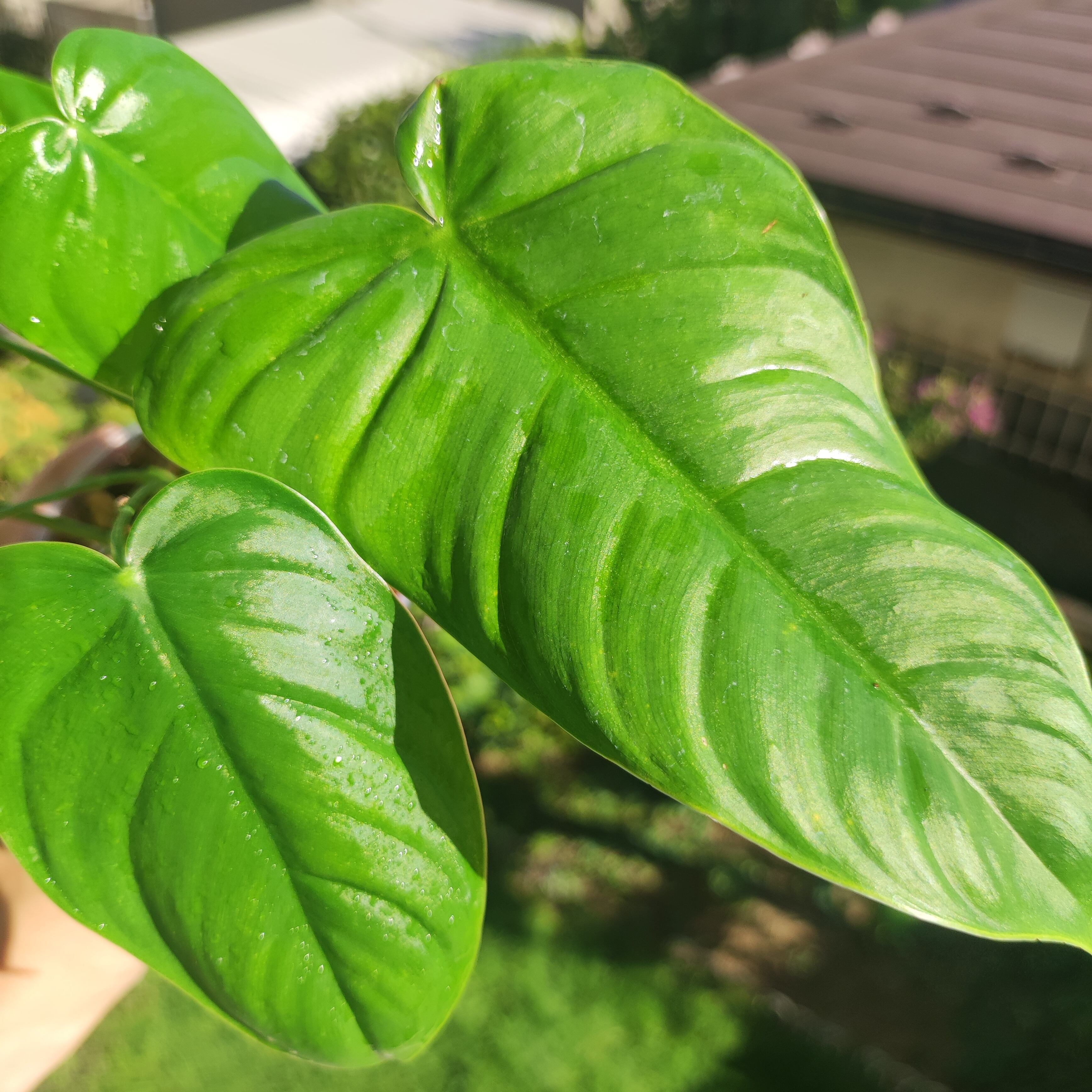 フィロデンドロン テヌー / Philodendron tenue③ | Pay ID