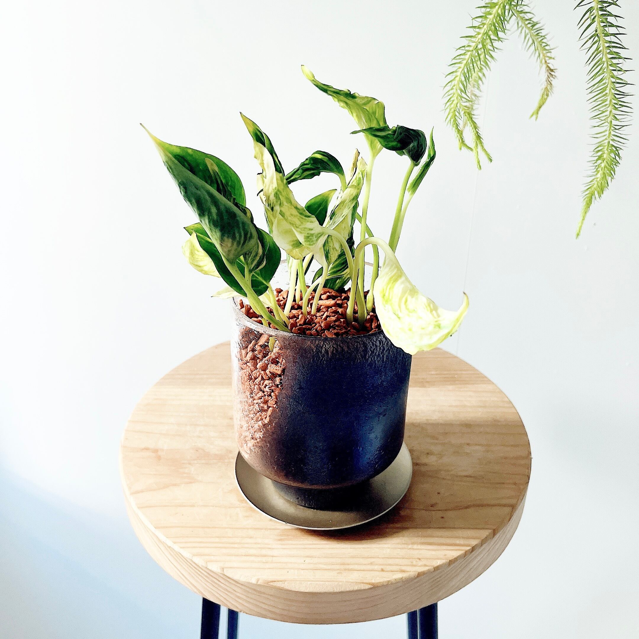 ② フィカス　リラータ　イヴォンヌ　斑入り　カシワバゴムの木 超希少】フィカス リラータ イヴォンヌ 斑入りカシワバ 森尾花園さん