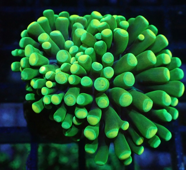 BossCollection EuphylliaCristata