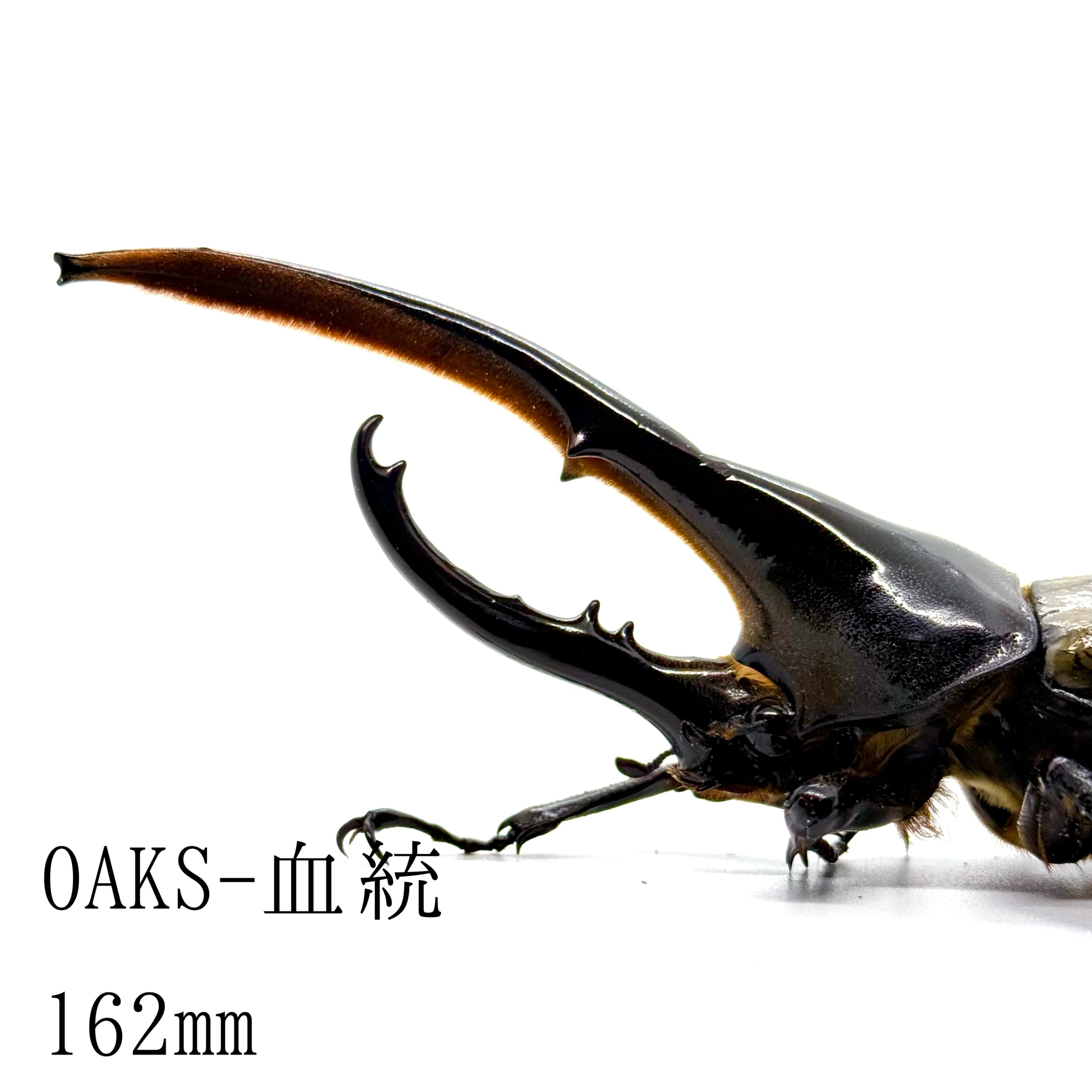 ヘラクレスオオカブトオス♂ (Adult male) | HERCULES-TOKYO