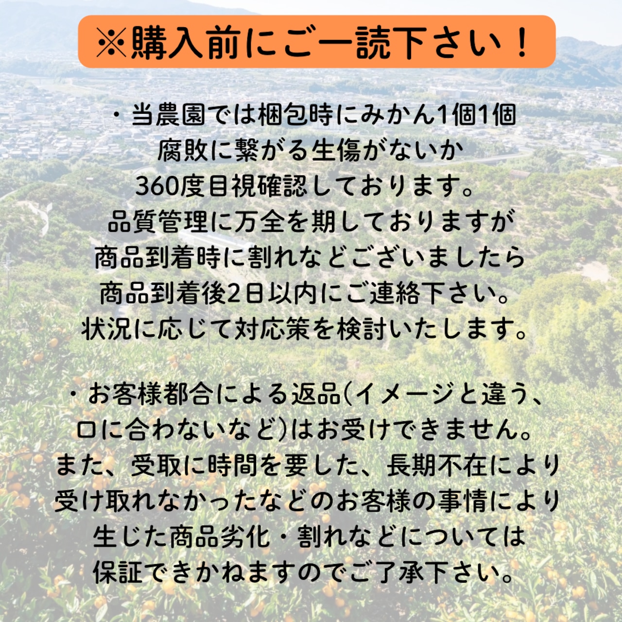 不意打ちみかん(YN26-和歌山限定品種)5キロ