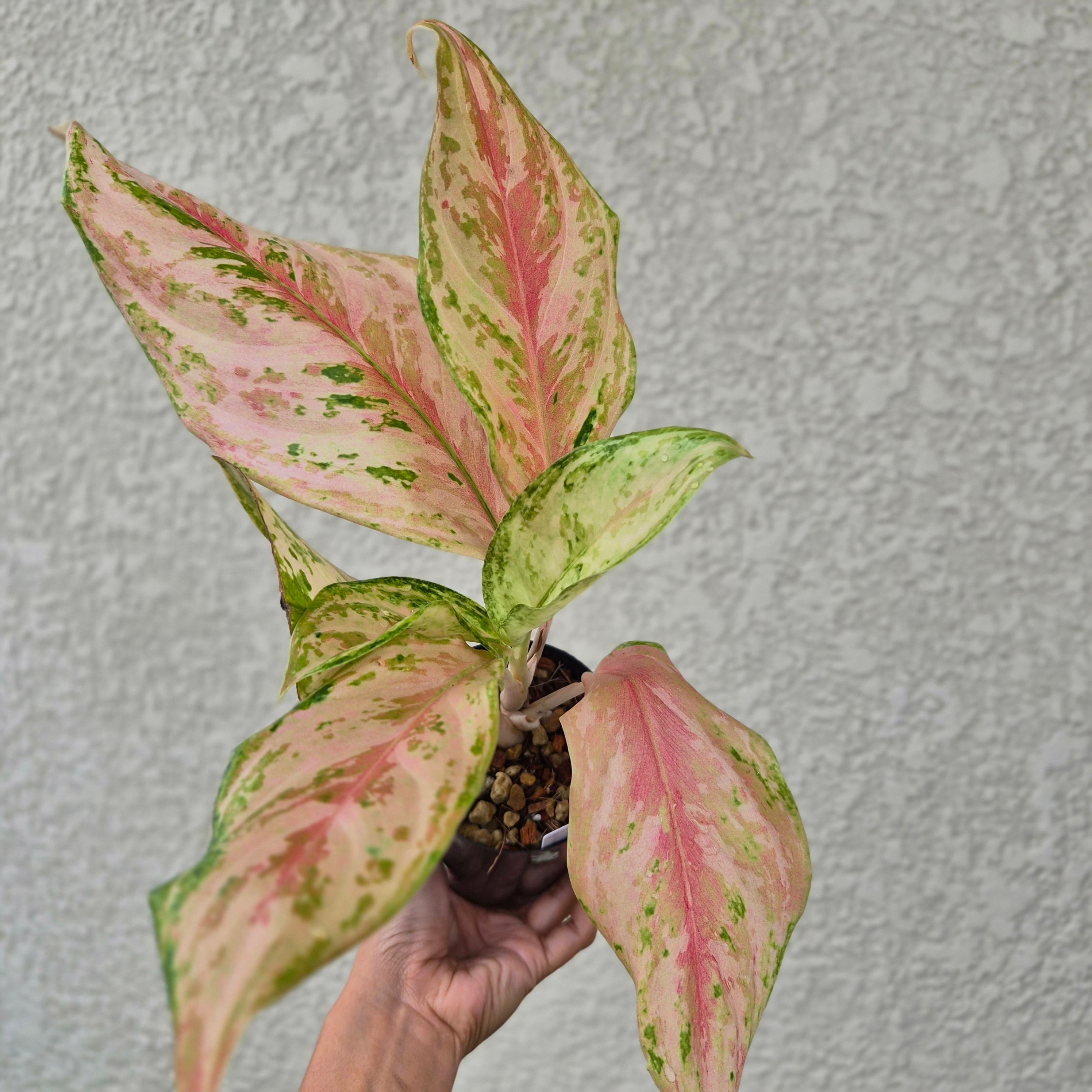 《Aglaonema Moon Limon》アグラオネマ・ムーンリモン 観葉植物 /ポット発送