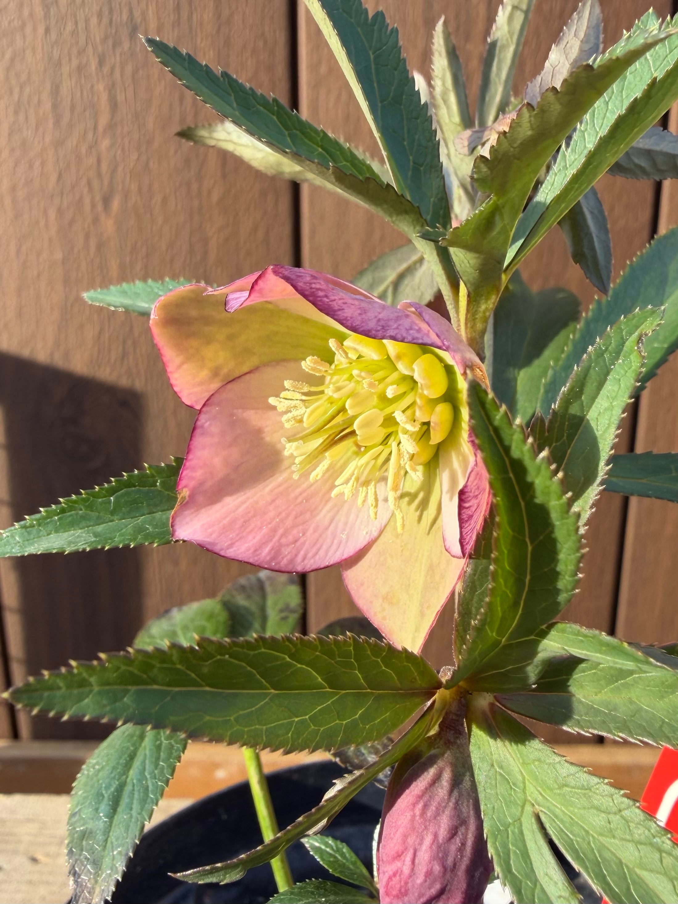 アフロディーテプリマヴェーラ 加藤農園 クリスマスローズ【Ka107