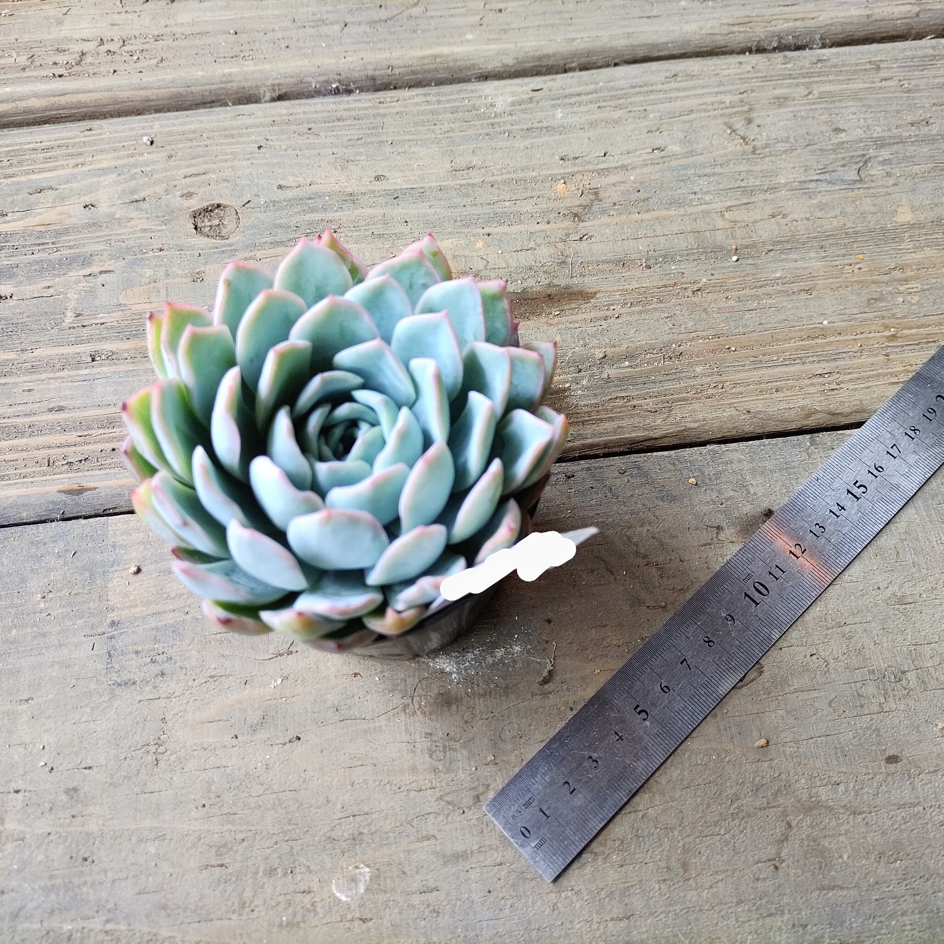 ホワイトボール | RuPo 多肉植物専門店