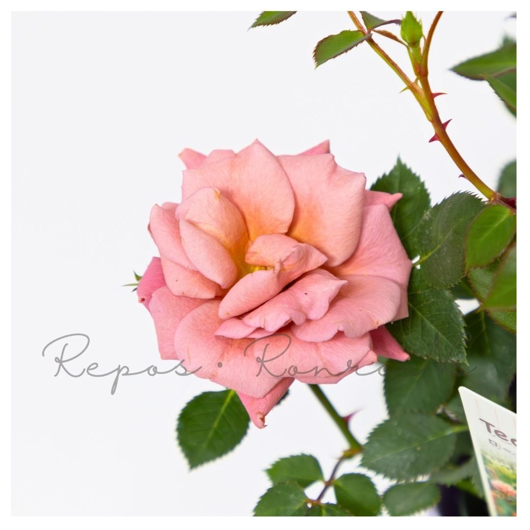 ミニバラ：テディベア（3-3.5号）芳香性 四季咲き ミニバラ苗 薔薇