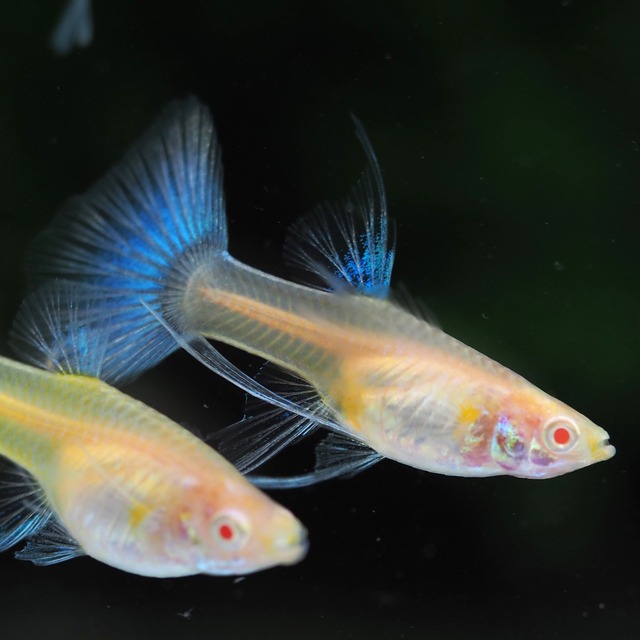 上物RREAラズリーネオンタキシードリボン　1カルテット＋おまけ1ペア