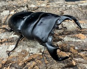 【WD】《ダイオウヒラタ 東ジャワ産 84mm ペア》