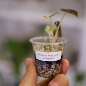 Alocasia Amazonica Polly Pink varigated② / アロカシア アマゾニカ ポリー ピンク斑入