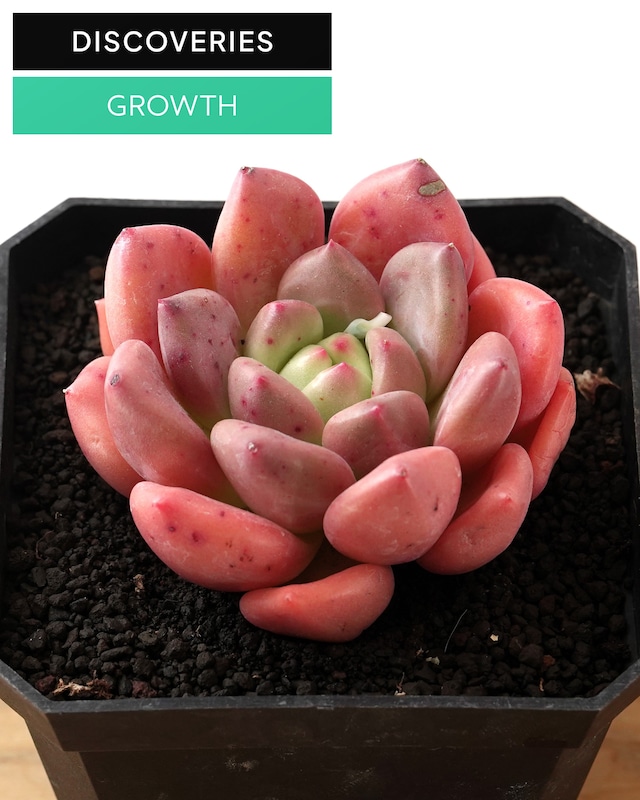 カット苗 ゴールデンイエロー L Echeveria 'Golden Yellow'