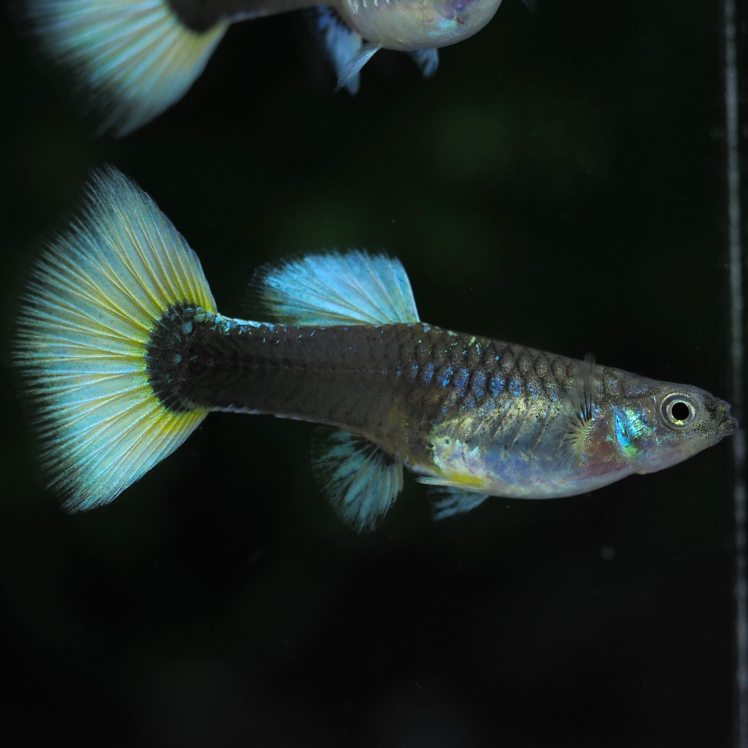 ドイツイエロータキシード（スーパーセルフィン）3ペア(最後)