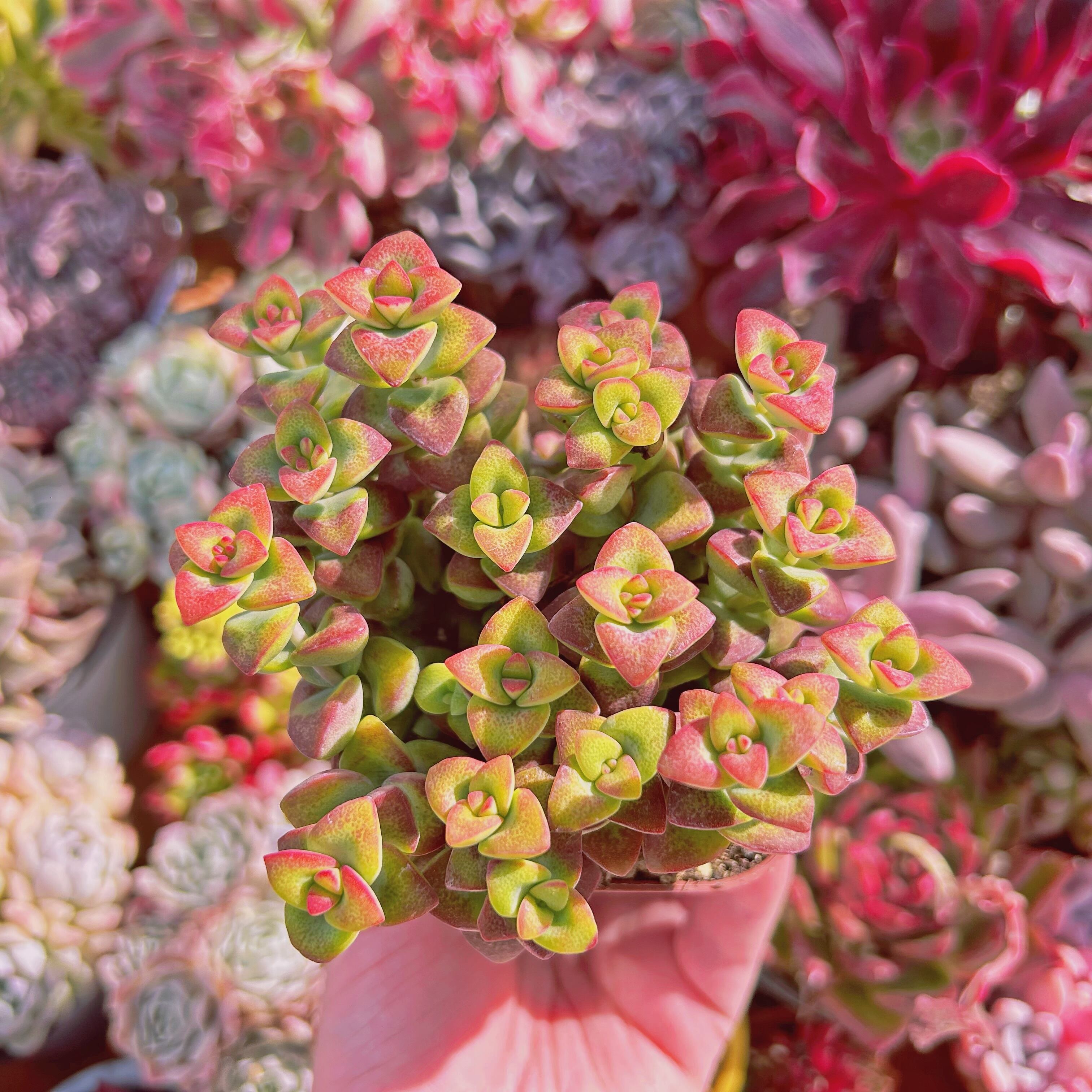 #830現物　多肉植物　ラブハート