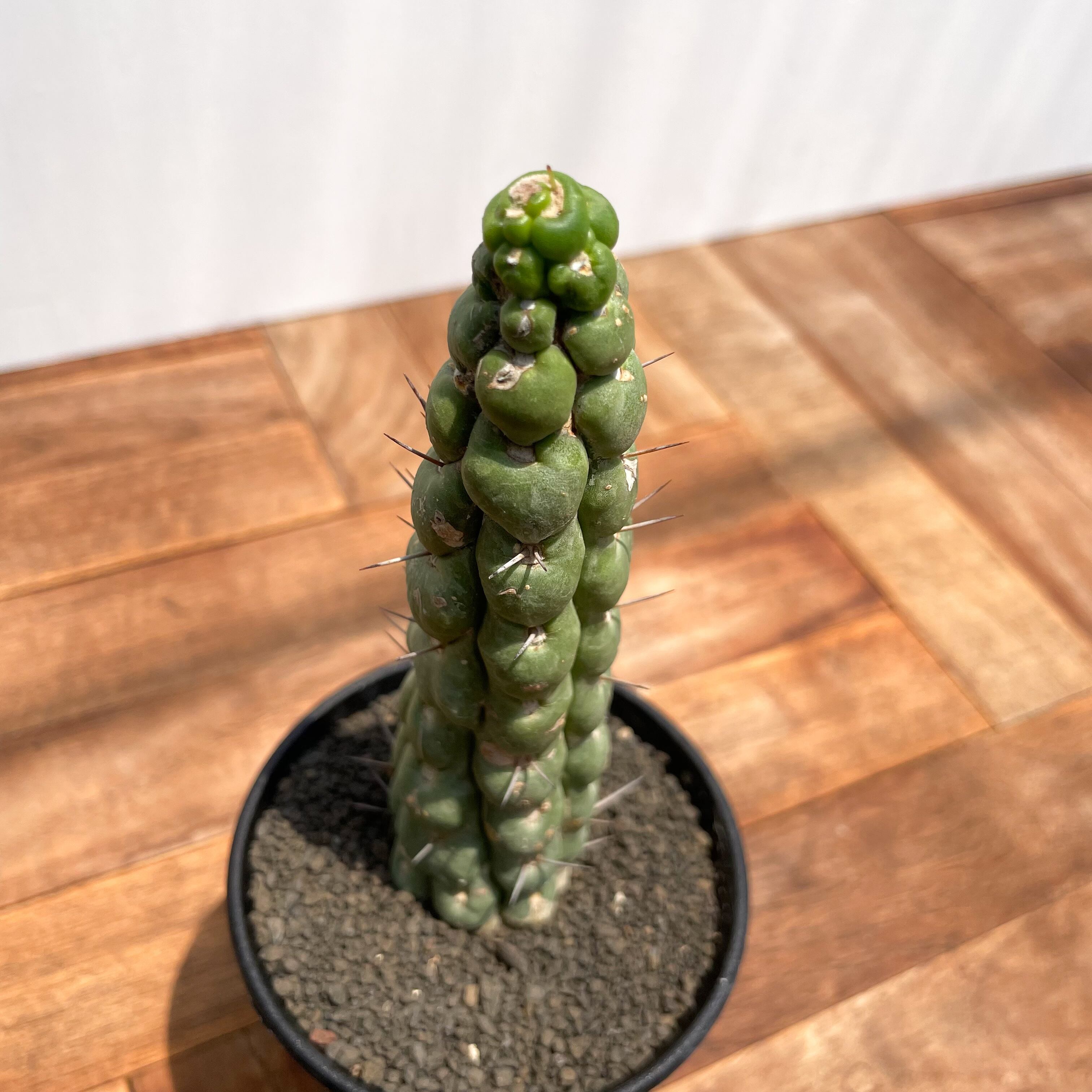 Eulychnia castanea f. spiralis 【ユーリキニア・カスタネア