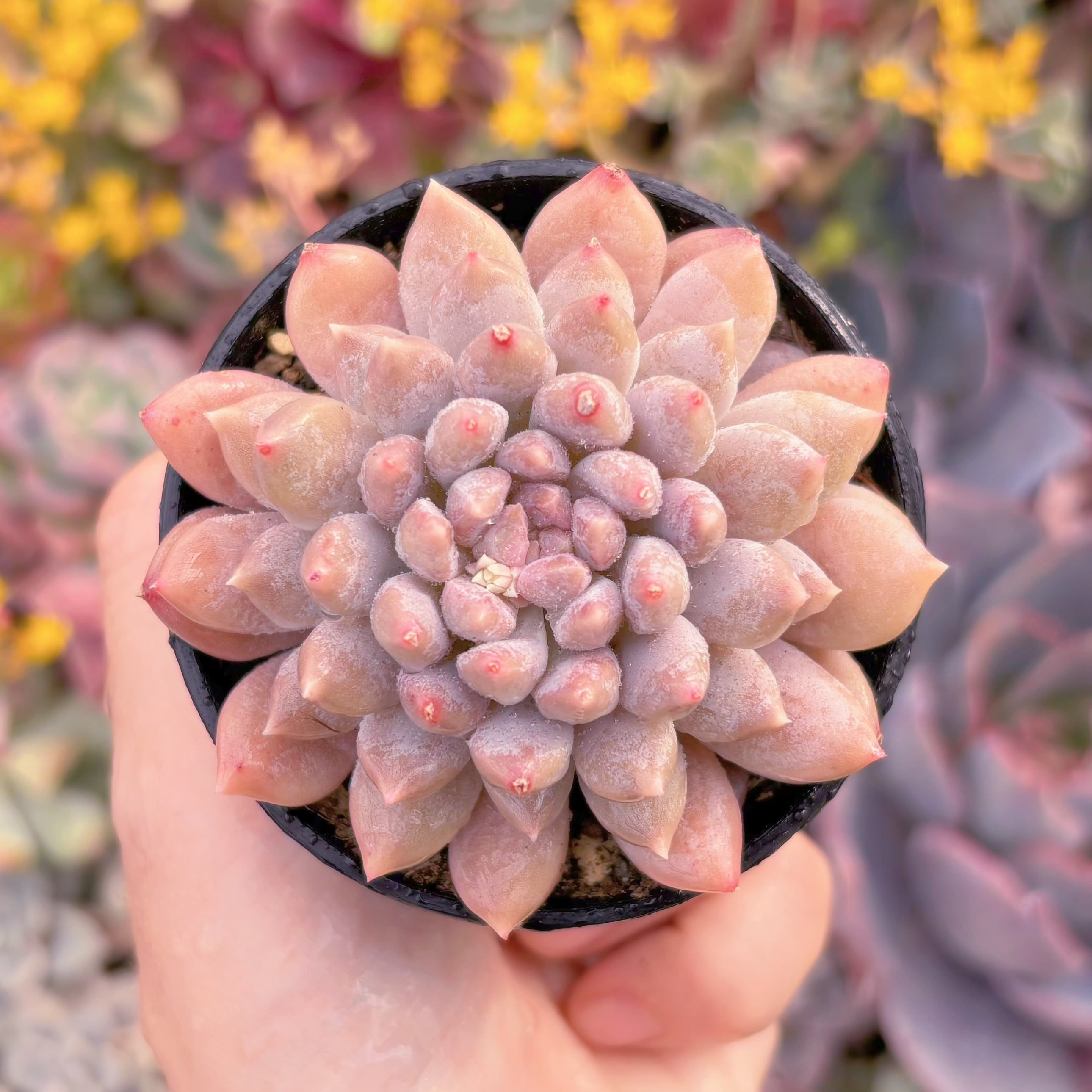 現品　宵桃（よいもも）#M134　在庫僅少　るる農園