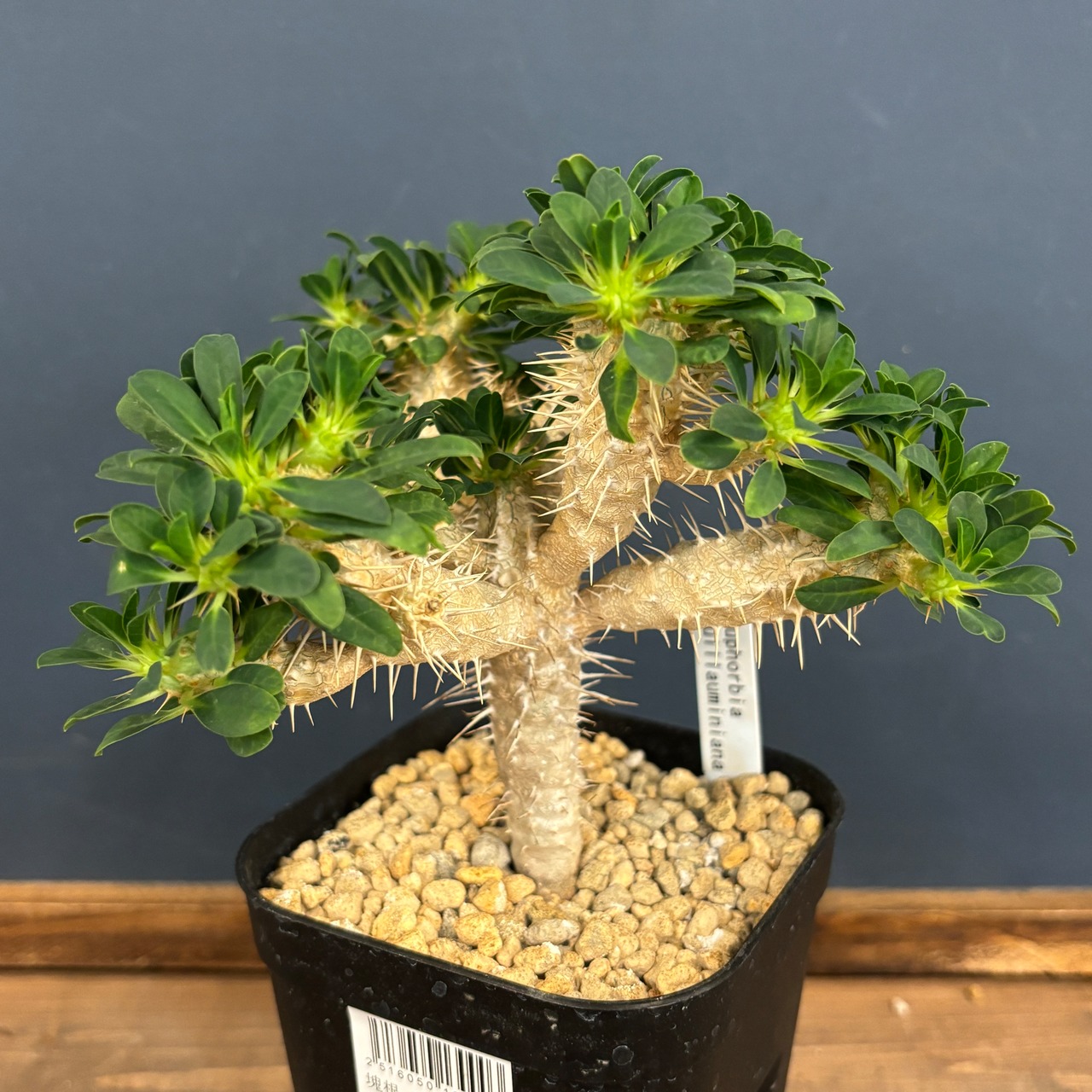 ユーフォルビア　ギラウミニアナ【1074】