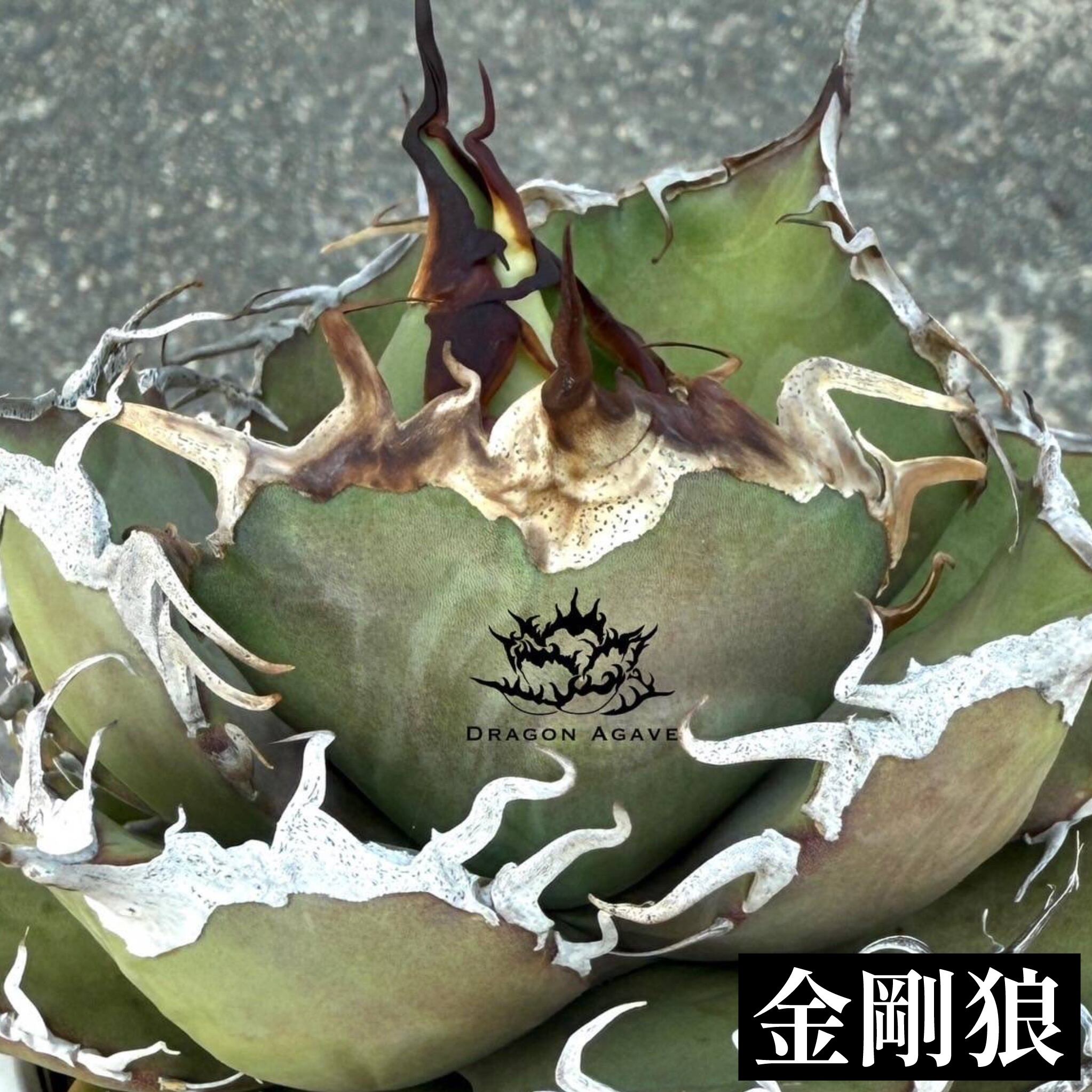 アガベ チタノタ 金剛狼 ウルヴァリン【363】 | PROTOLEAF