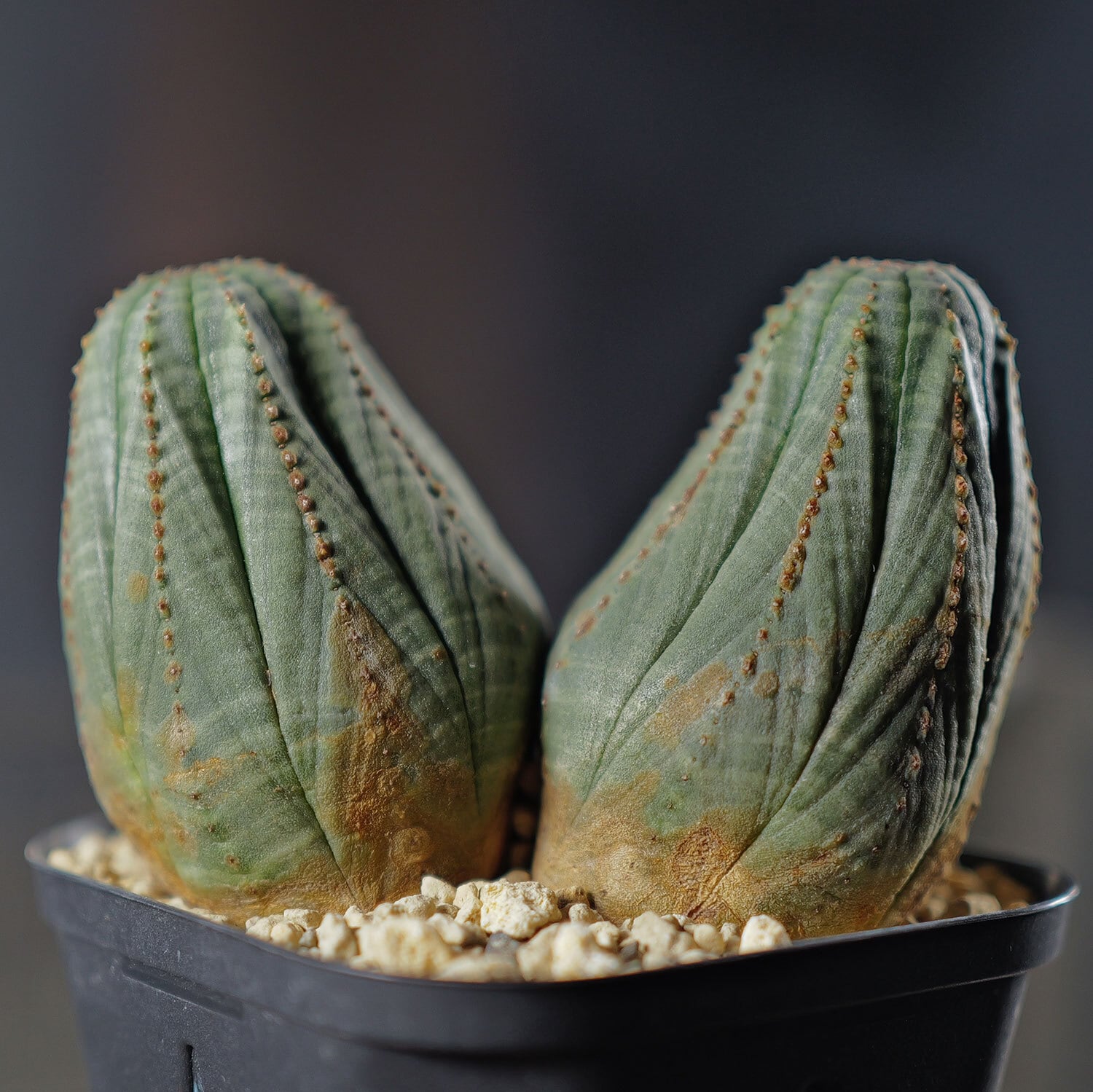 メス株 ダブルヘッド オベサ / ユーフォルビア