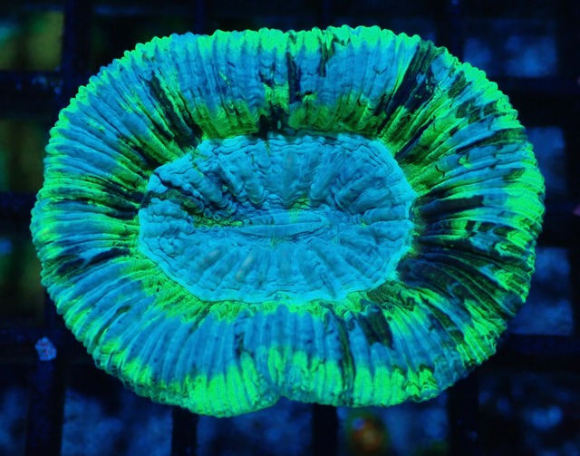 Trachyphyllia geoffroyi Premium 1
