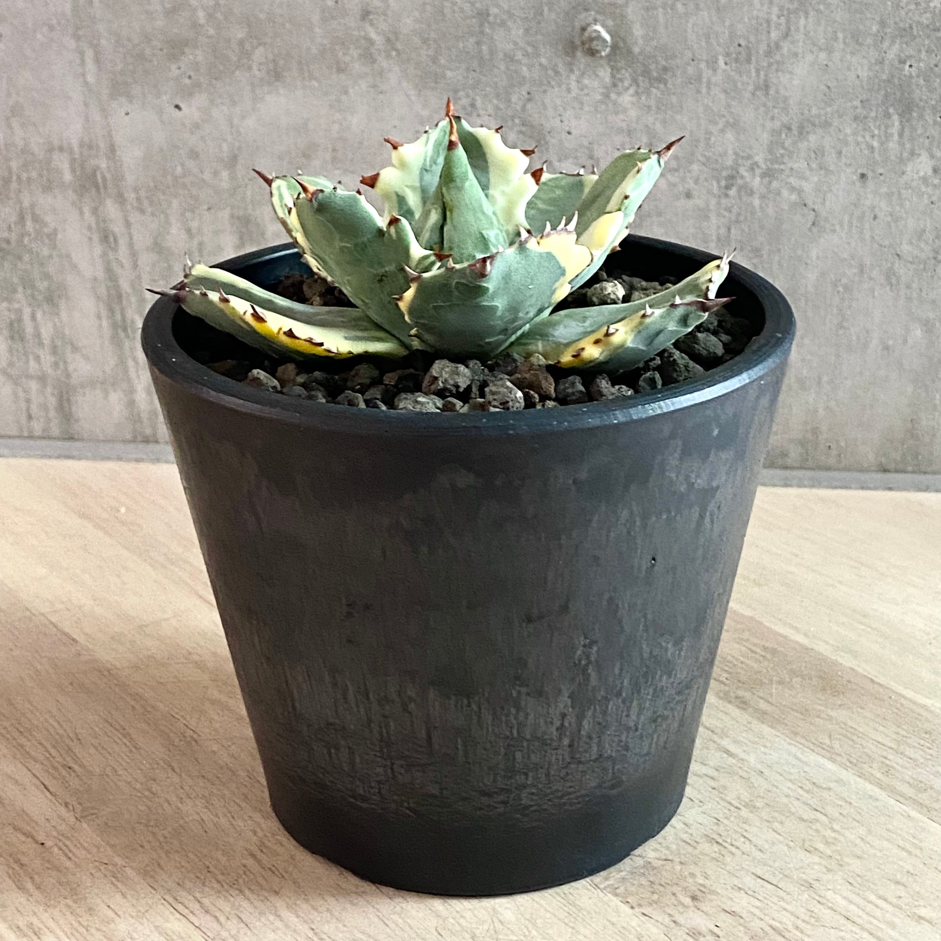 agave isthmensis ohi kabutogani f.variegata /アガベ 王妃カブトガニ