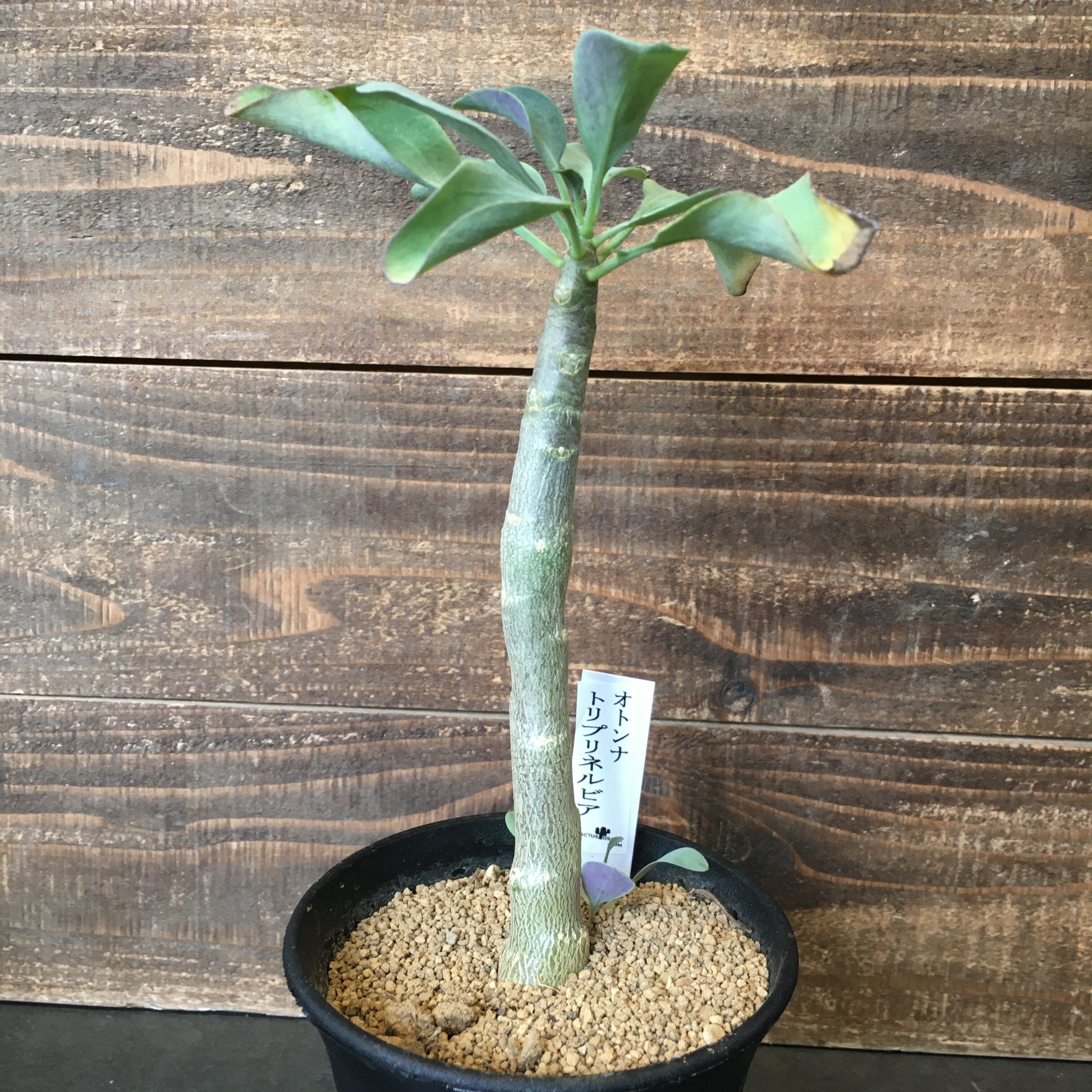 オトンナ トリプリネルビア 実生 Protoleaf プロトリーフ オトンナ トリプリネルビア 実生 Protoleaf プロトリーフ
