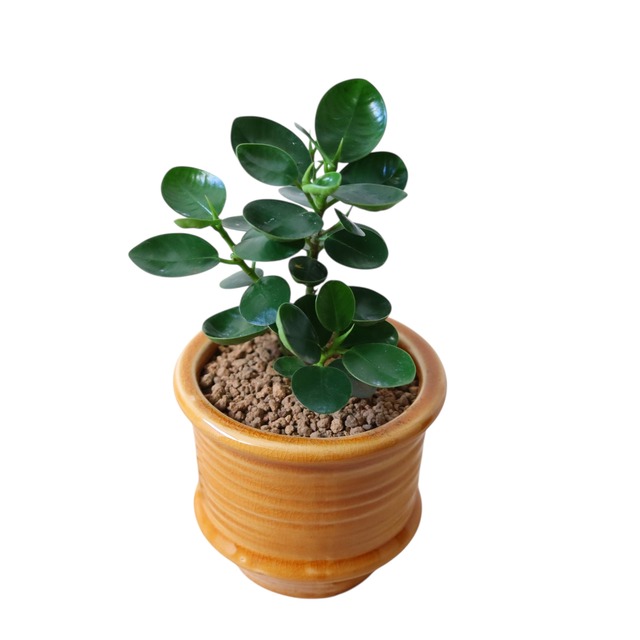 パンダガジュマル（20cm）