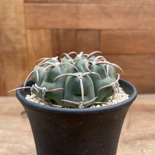 Gymnocalycium vatteri【ギムノカリキウム・スーパーバッテリー・実生】