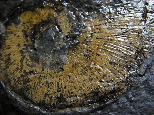 【 化石 】アンモナイト化石 ダクチリオセラス Dactylioceras ドイツ ホルツマーデン産