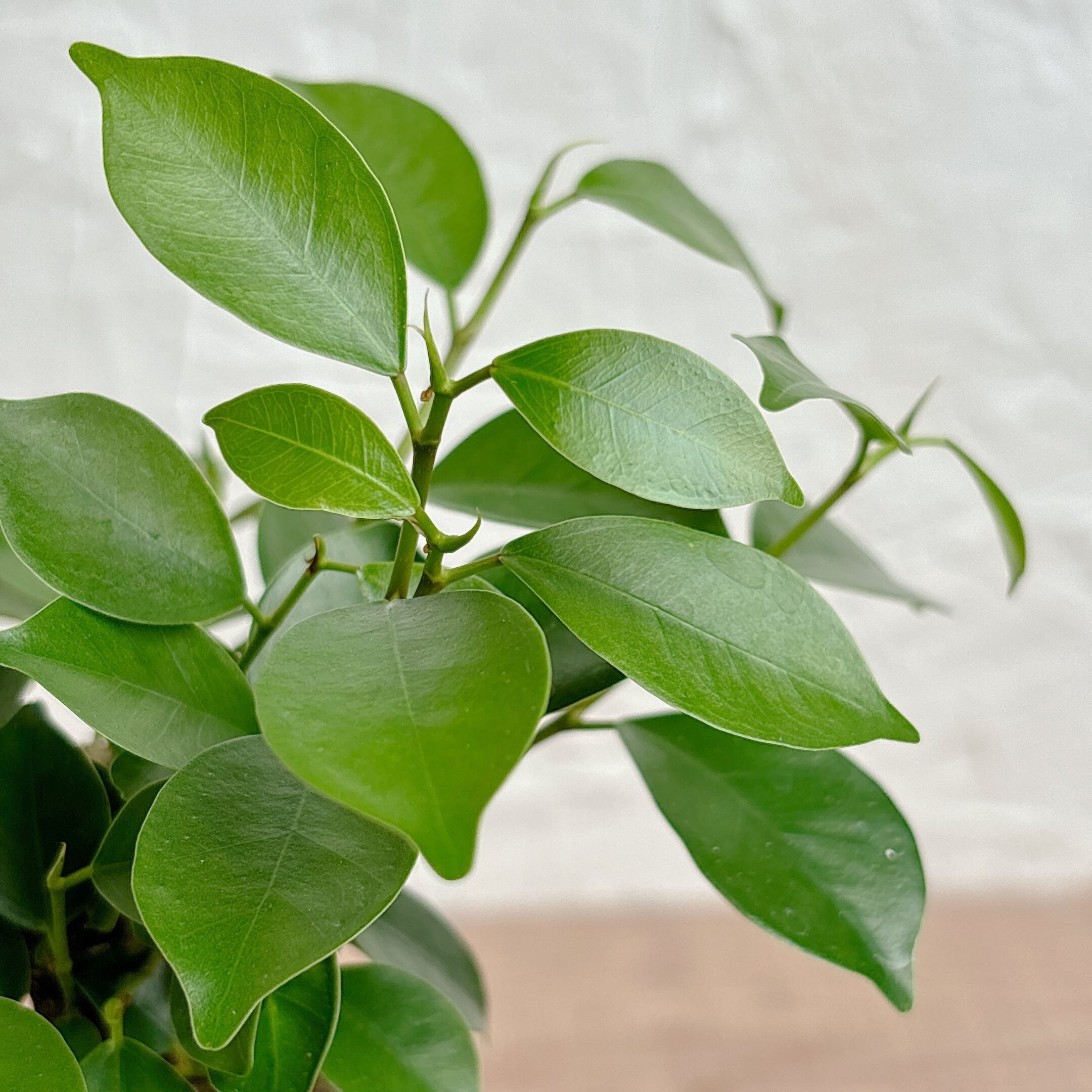 ガジュマル [観葉植物] | yu25plants