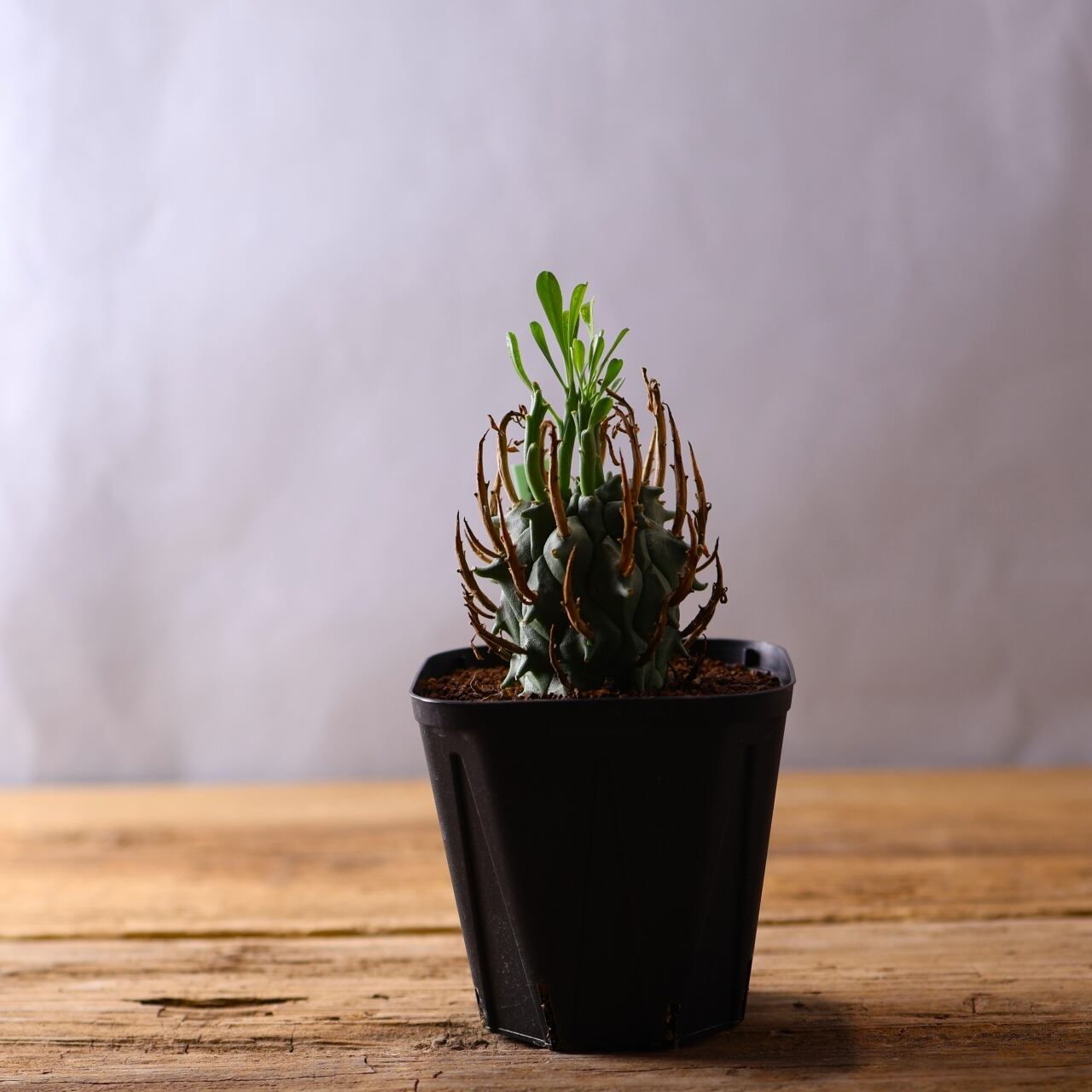 354 空へ突き上げる大地のツノ『実生ユーフォルビア 闘牛角』観葉植物