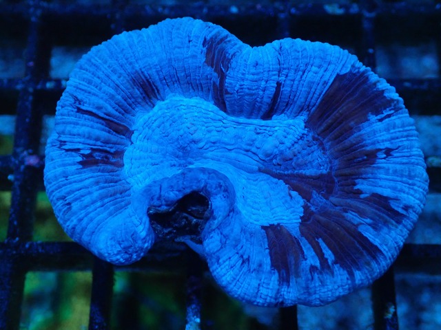 Trachyphyllia geoffroyi Premium 2