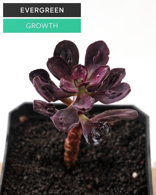 一部発根済カット苗 丸葉紅司 コブ付 M Echeveria nodulosa