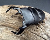 【WD】《ダイオウヒラタ アルゴプーロ産 82mm ペア》