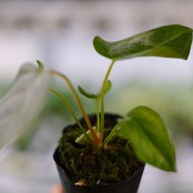 【希少】Anthurium Queen of Heart / アンスリウム クイーン オブ ハート⑦ / 観葉植物<育て方・花言葉>