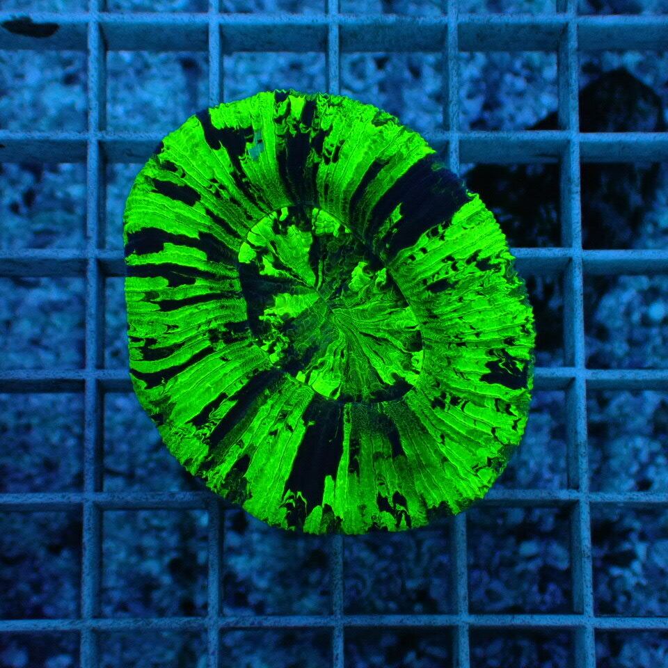 値下げ！オーストラリア産　オオバナサンゴ 値下げ！オーストラリア産 オオバナサンゴ AUS産オオバナサンゴ